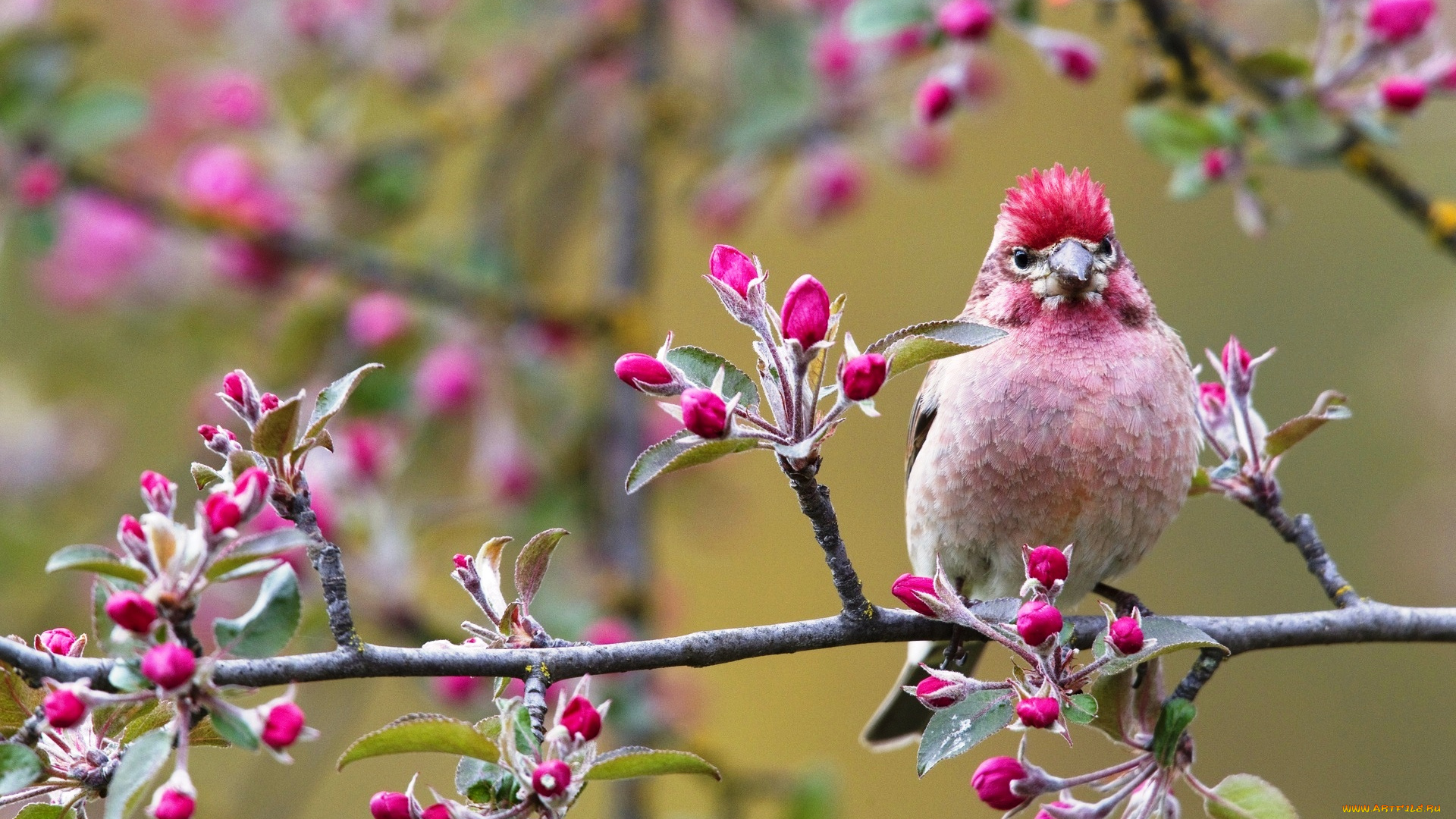 животные, птицы, сакура, цветение, птица, весна, ветка, розовая