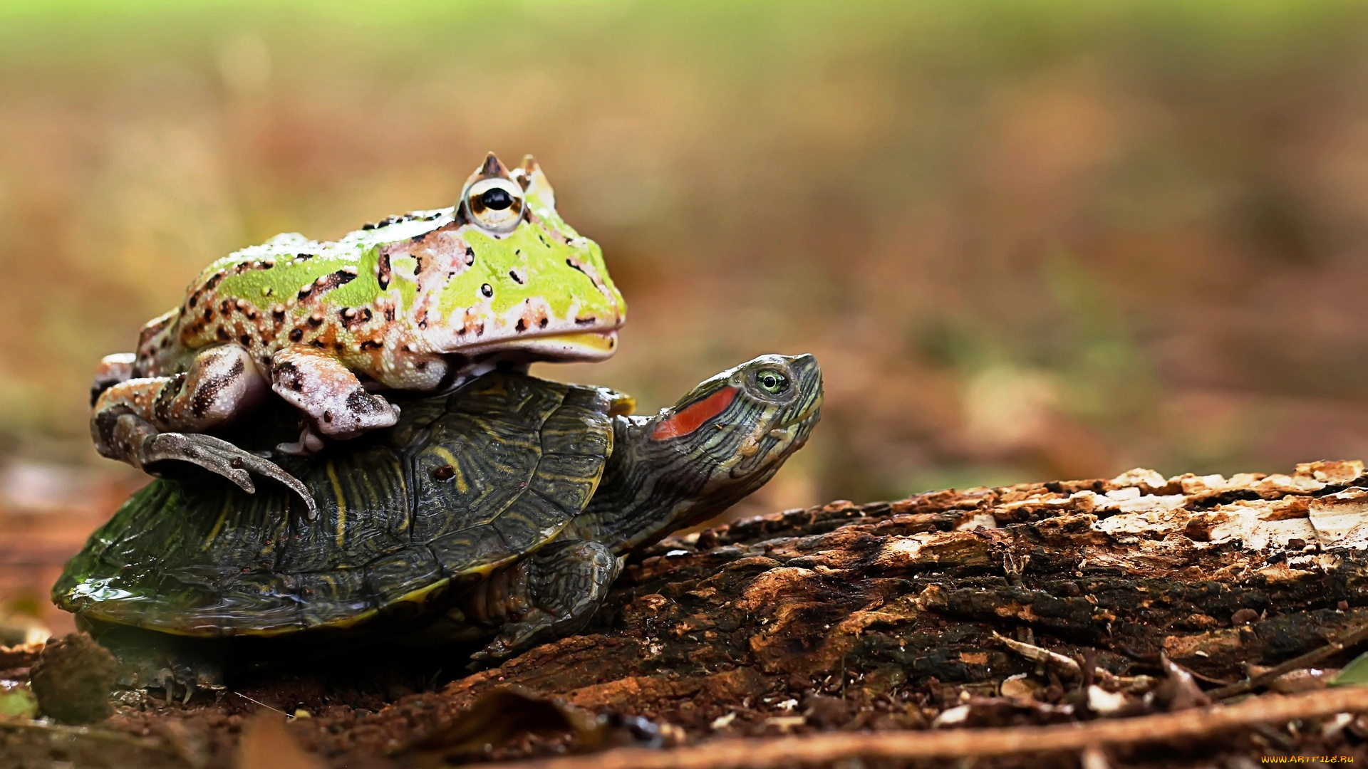 животные, разные, вместе, черепаха, лягушка, наездница, бревно