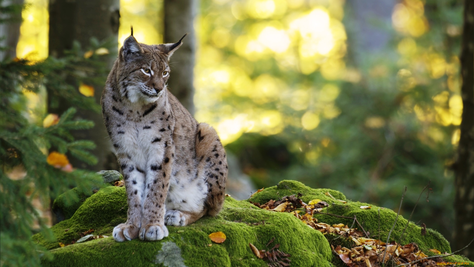 животные, рыси, рысь, зверь, хищник, камни, мох, листья, лес