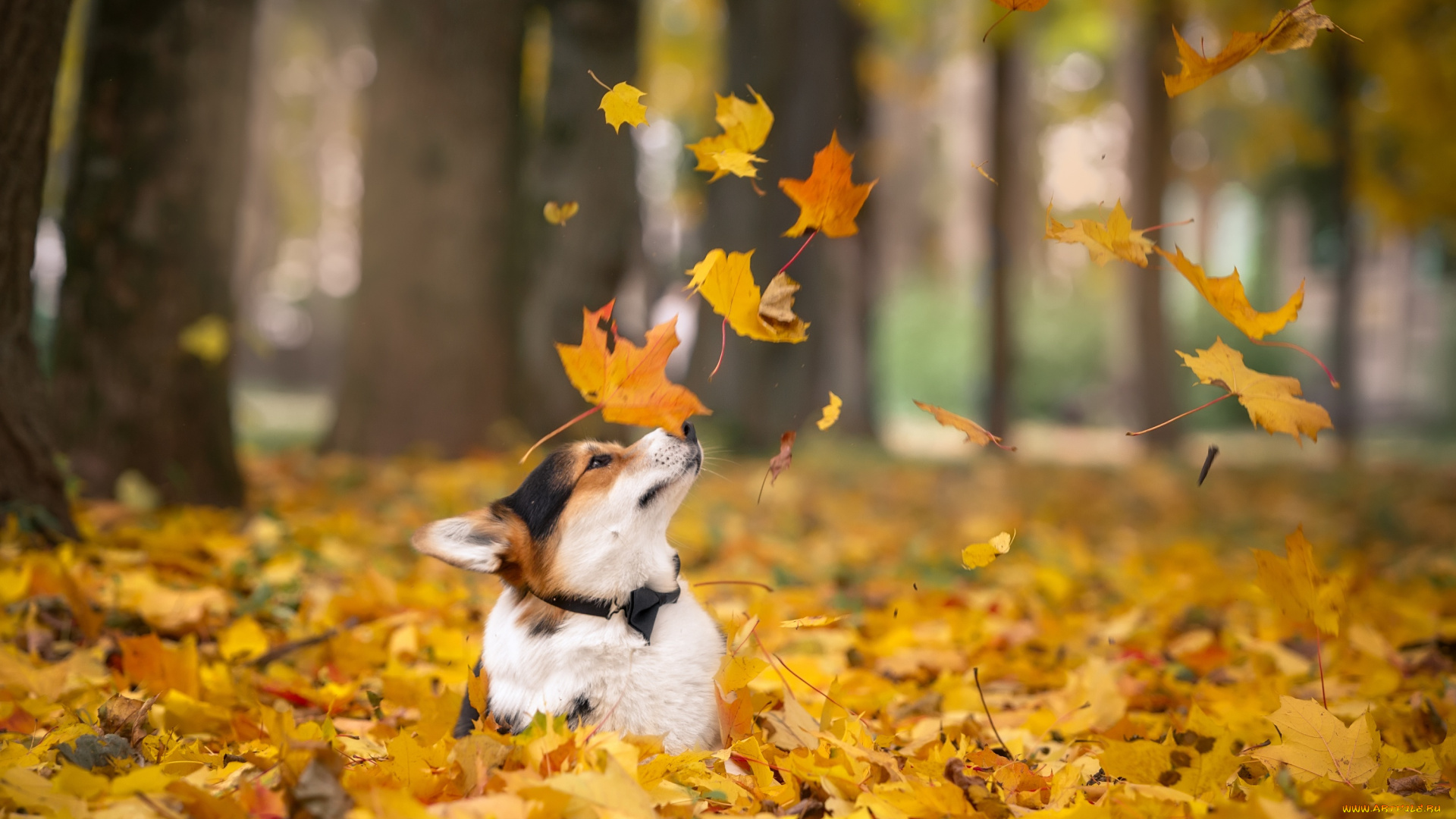 животные, собаки, листья, корги, осень