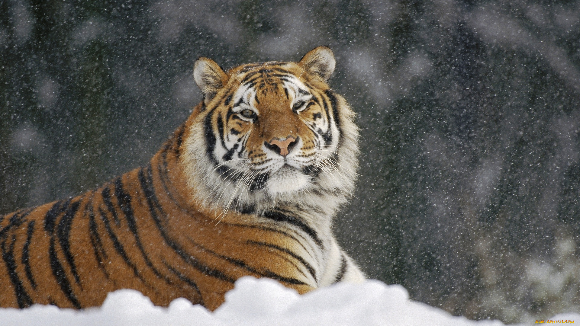 животные, тигры, зима, снег, рыжий, тигр
