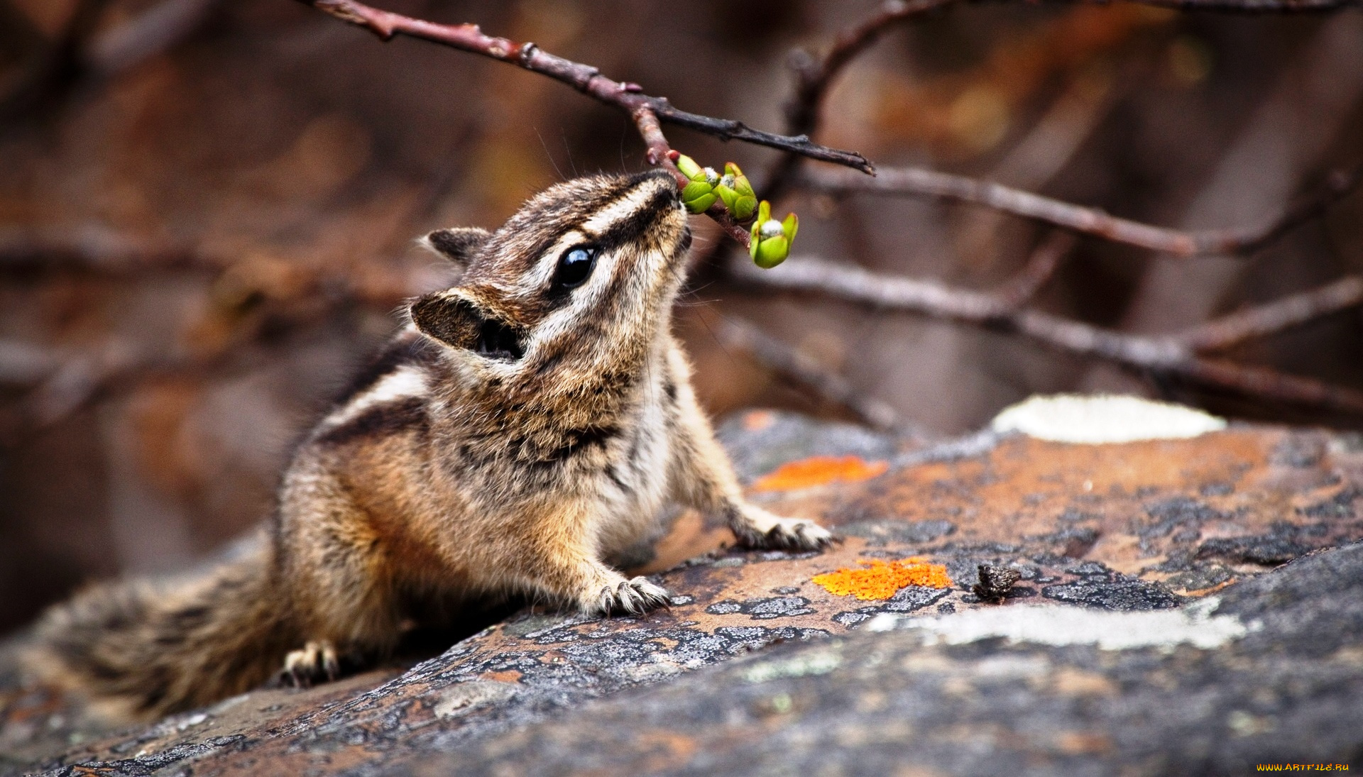 животные, бурундуки, бурундук, грызун, камень, ветки