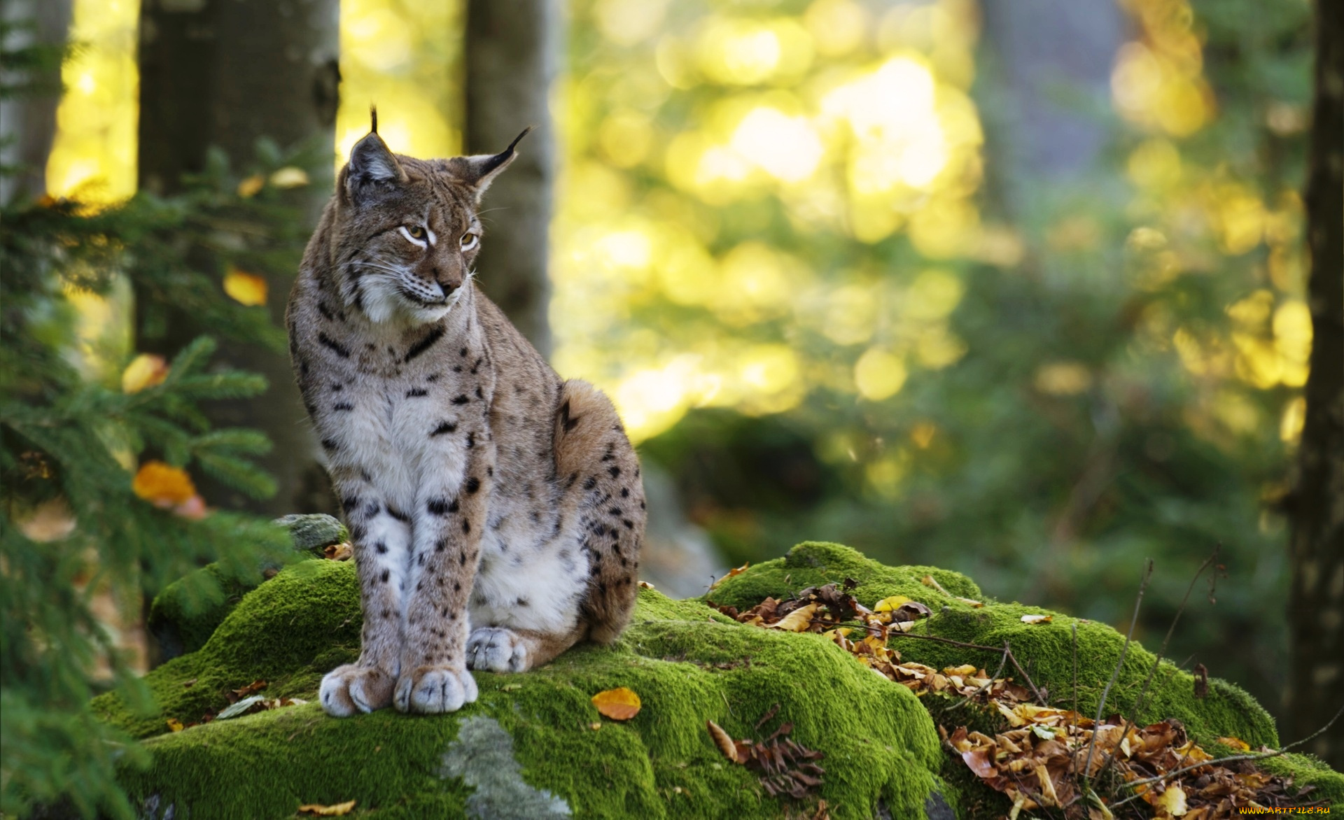 животные, рыси, рысь, зверь, хищник, камни, мох, листья, лес