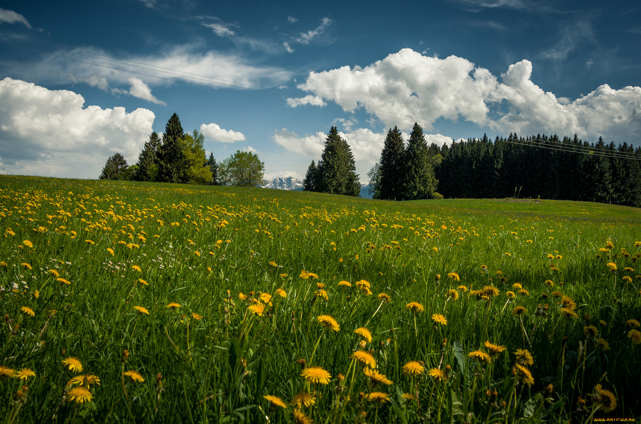 природа, луга, простор