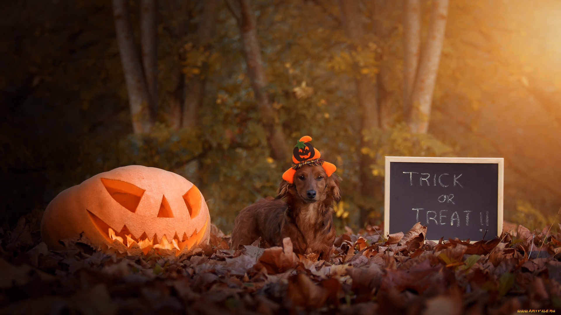 праздничные, хэллоуин, осень, взгляд, листья, свет, деревья, парк, буквы, праздник, надпись, листва, собака, шляпа, тыква, доска, шляпка, слова, фраза, шапочка, хеллоуин, рожица, 31, октября, ведьмочка