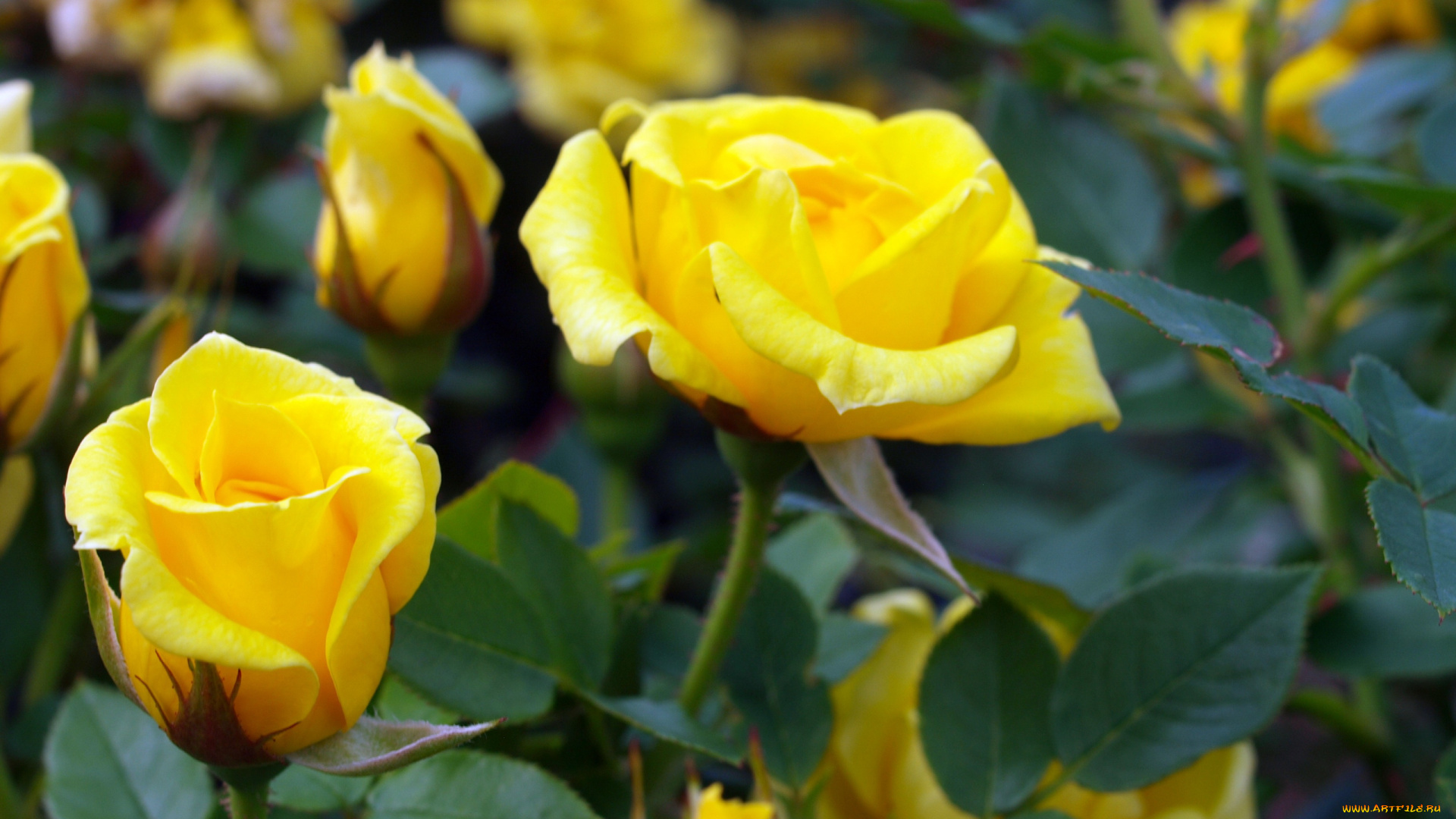 цветы, розы