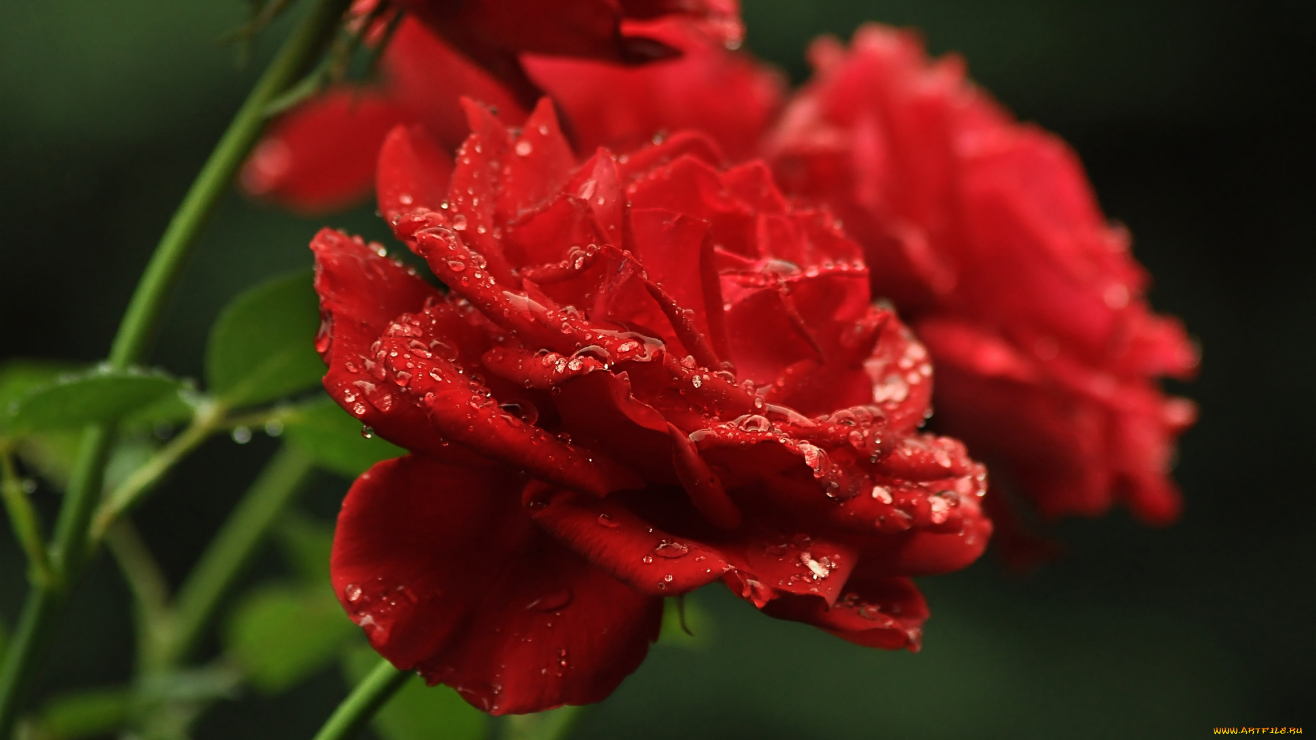 цветы, розы