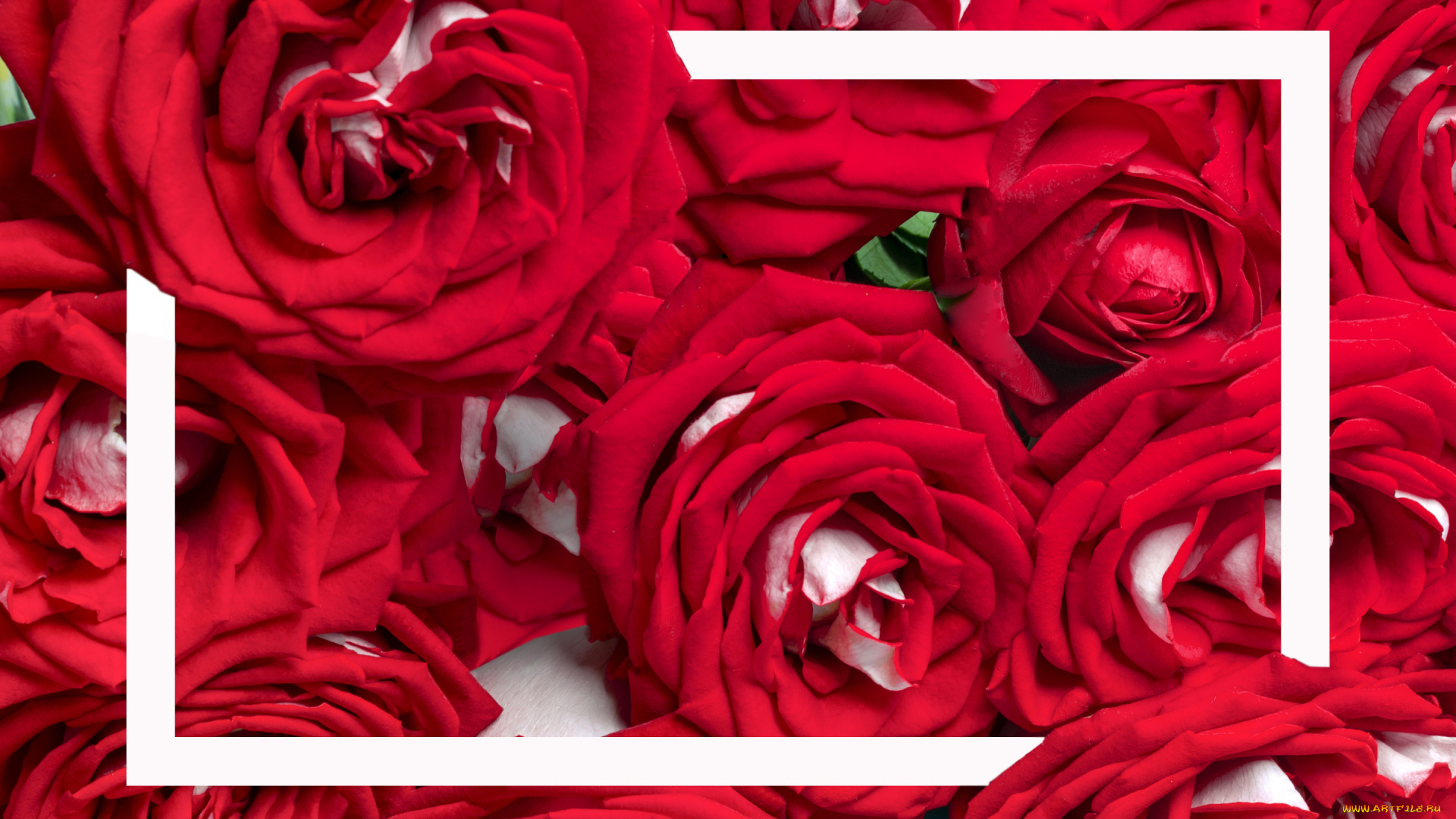 цветы, розы