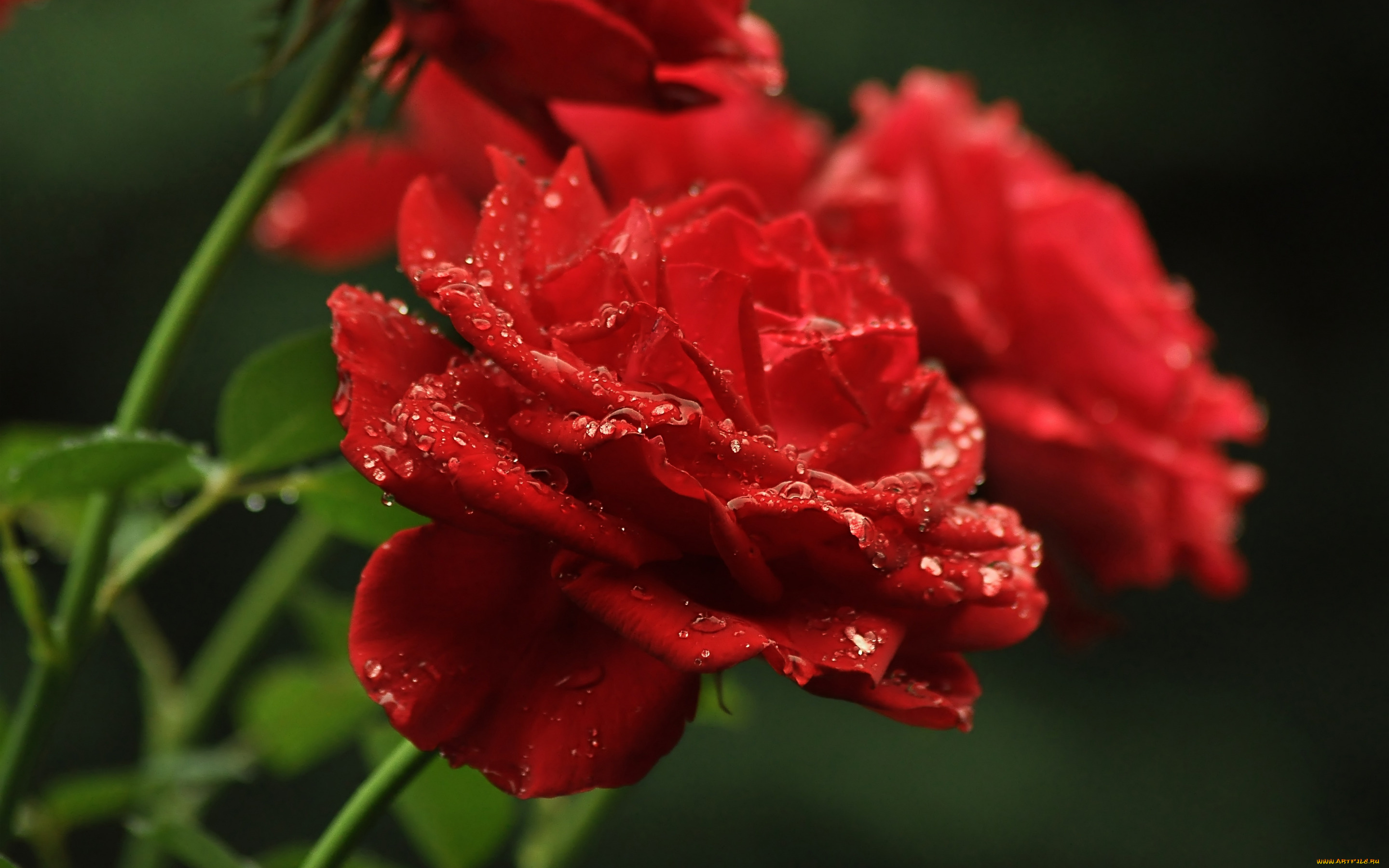 цветы, розы