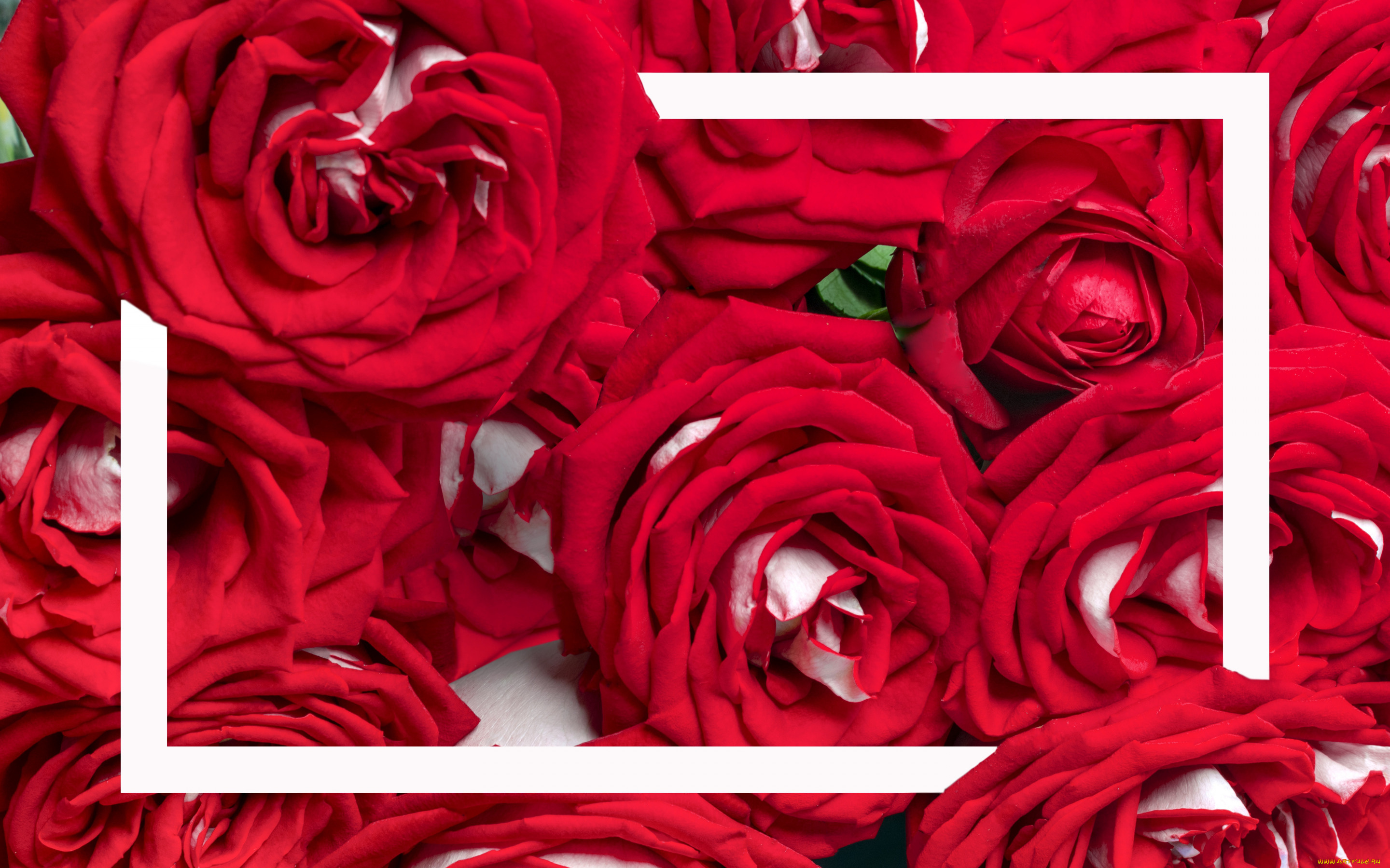 цветы, розы