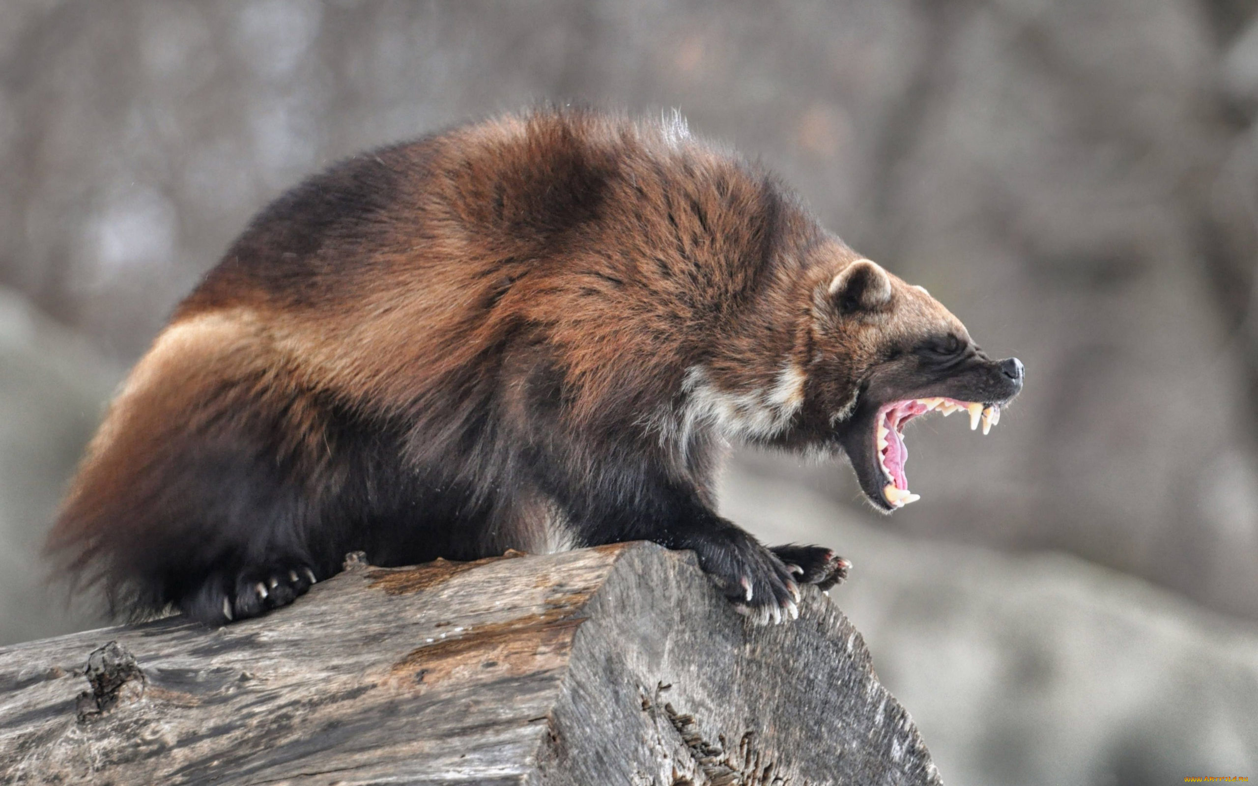 росомаха, животные, росомахи, животное, хищник, млекопитающее, куньи, опасное, мех, когти