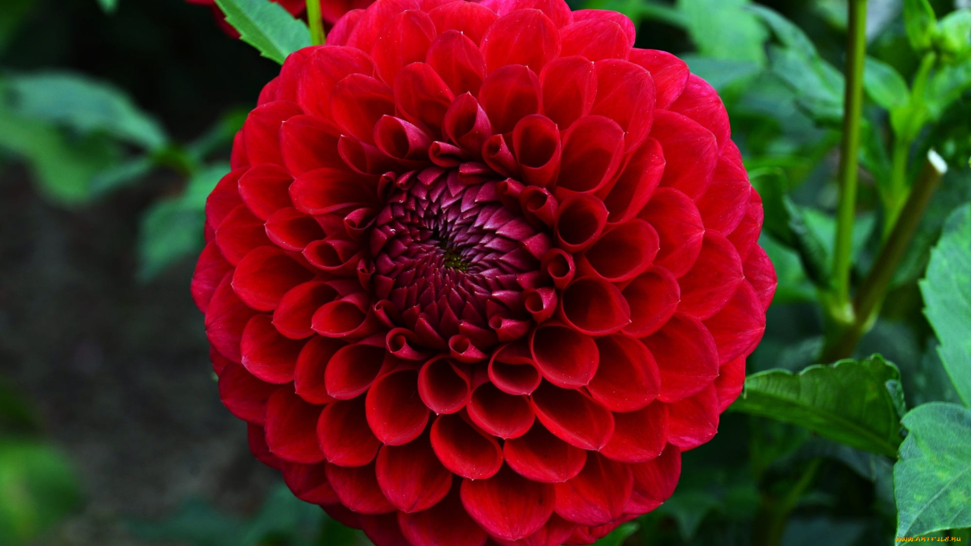 цветы, георгины, макро, георгин, красный