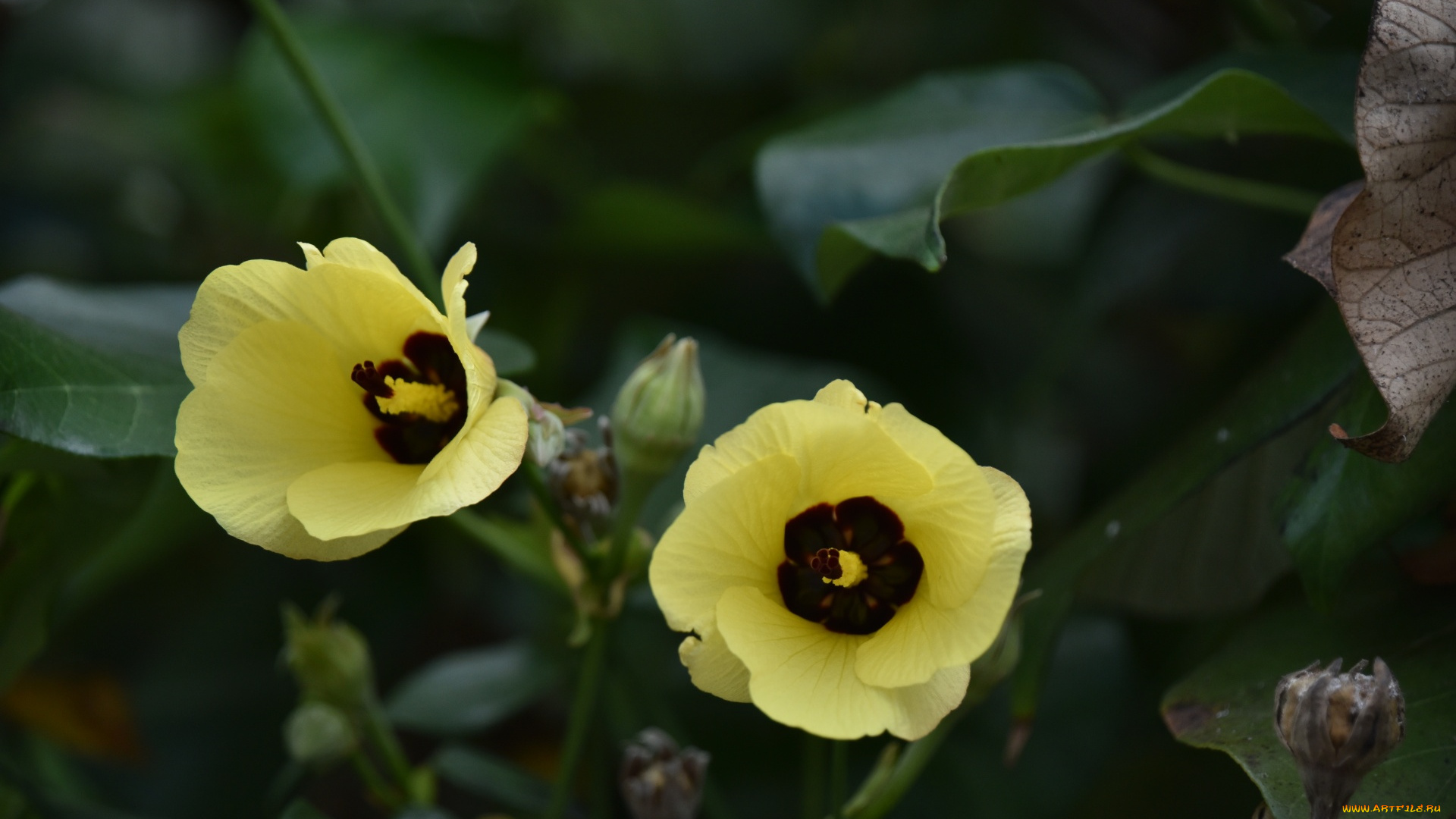 цветы, гибискусы, дуэт