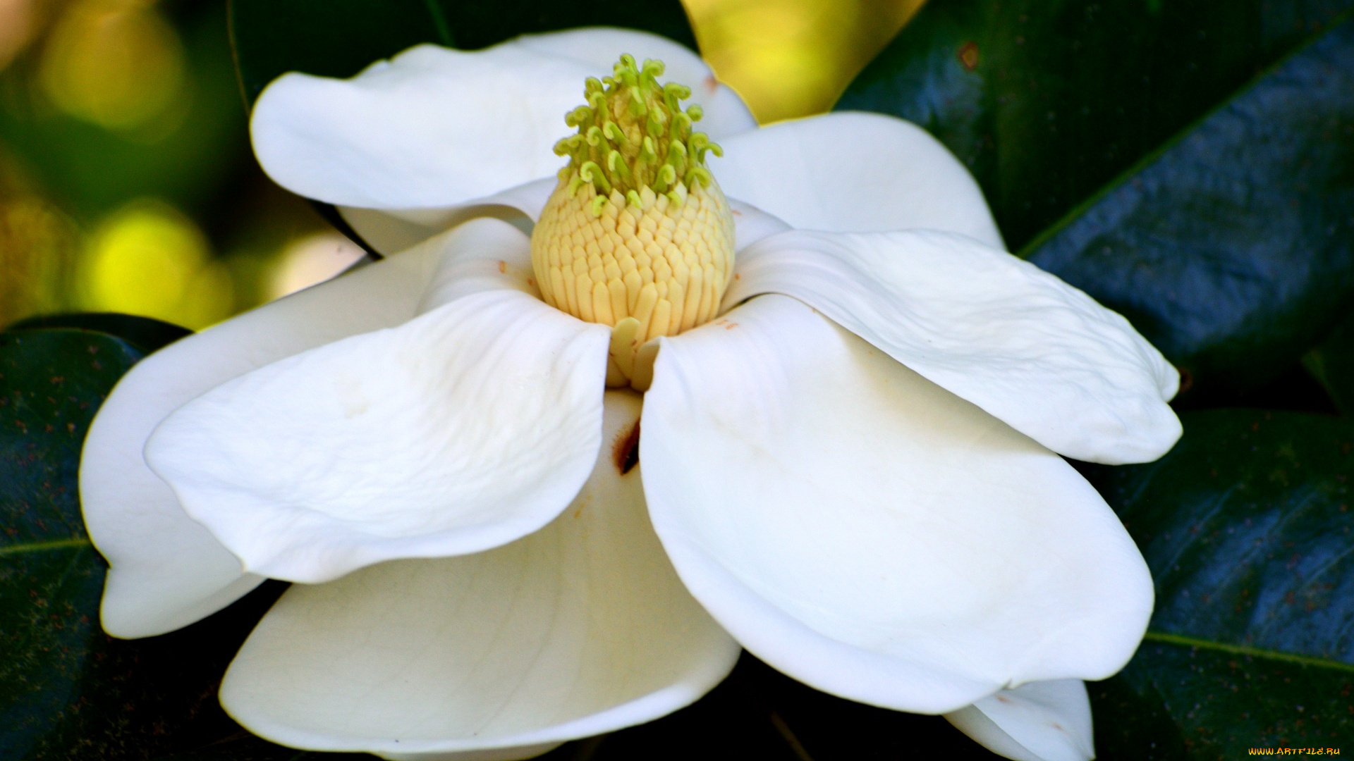 цветы, магнолии, белая, магнолия, макро