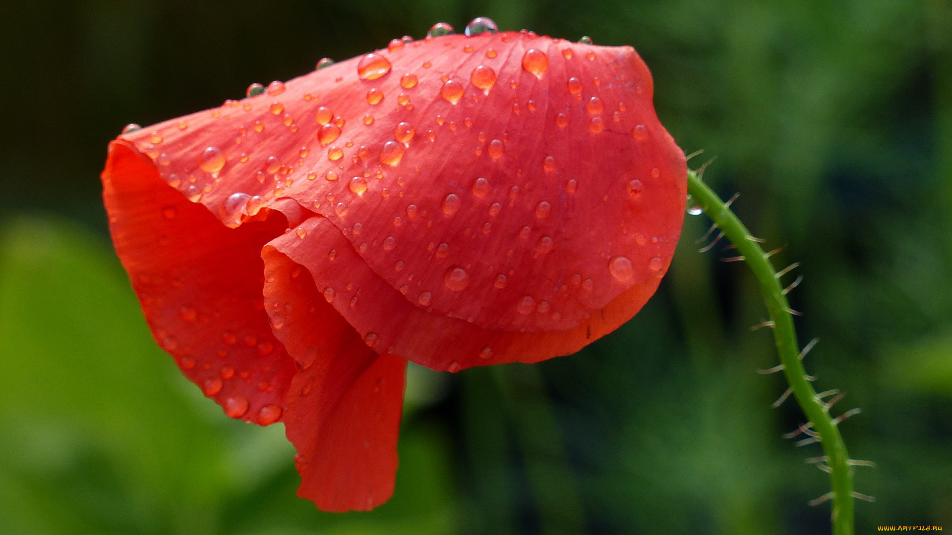 цветы, маки, алый, мак, макро, капли