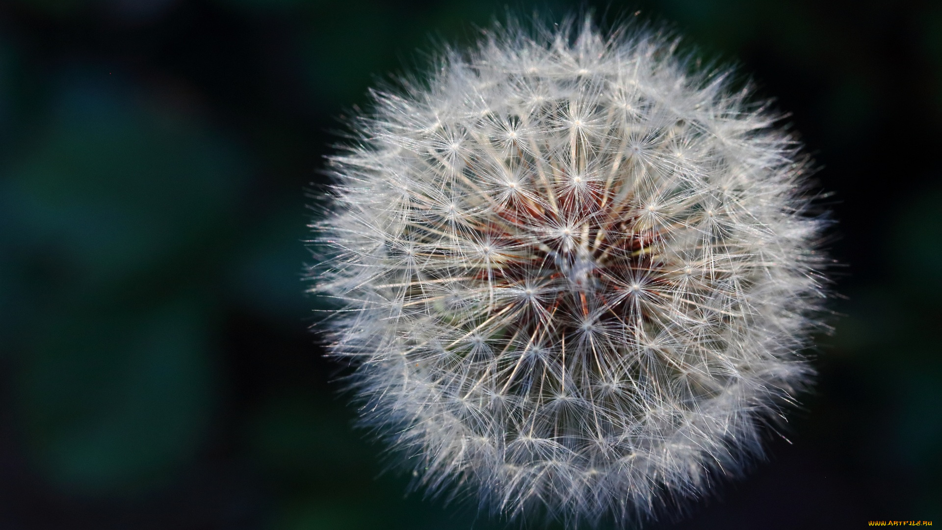 цветы, одуванчики, пушистик, макро