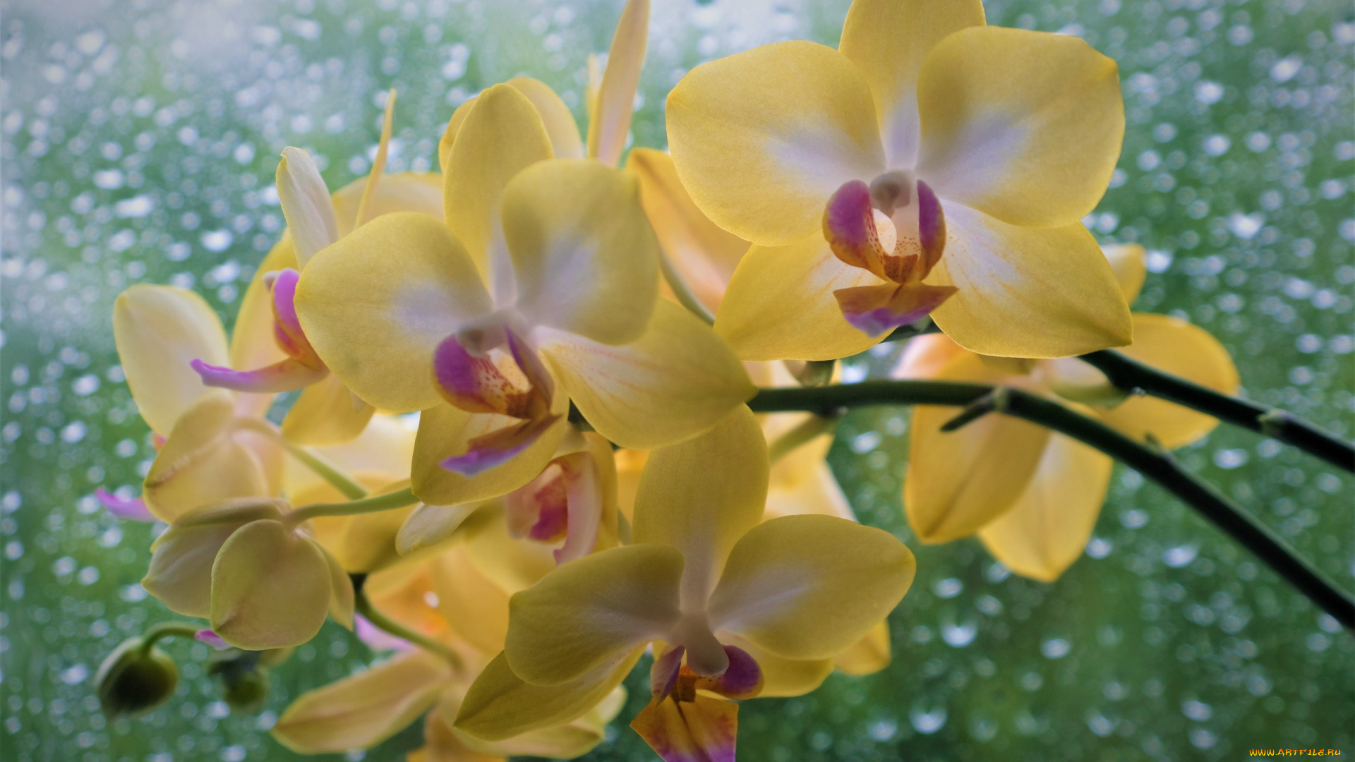 цветы, орхидеи, капли, боке