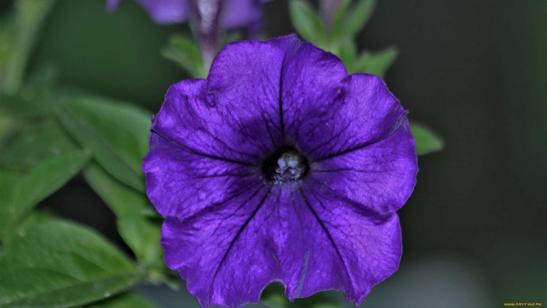 цветы, петунии, , калибрахоа, лиловая, петуния, макро