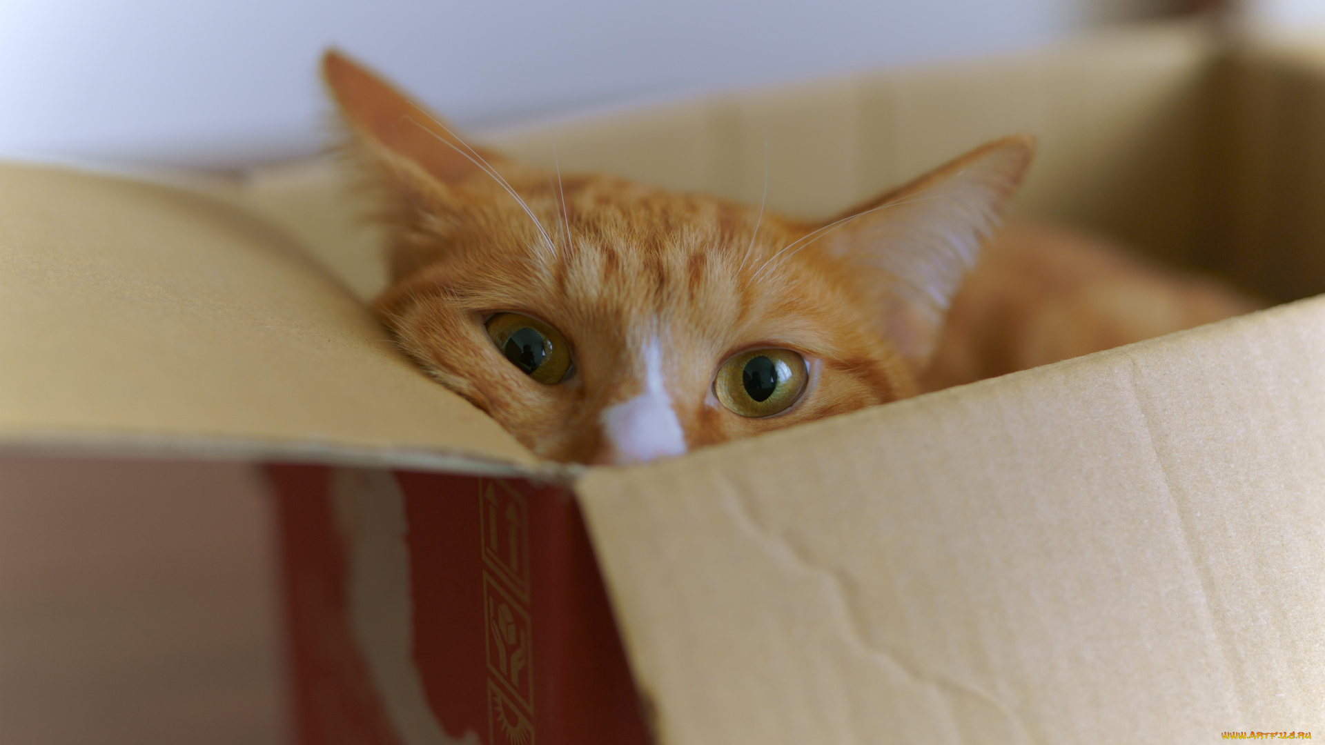 животные, коты, кот, кошка