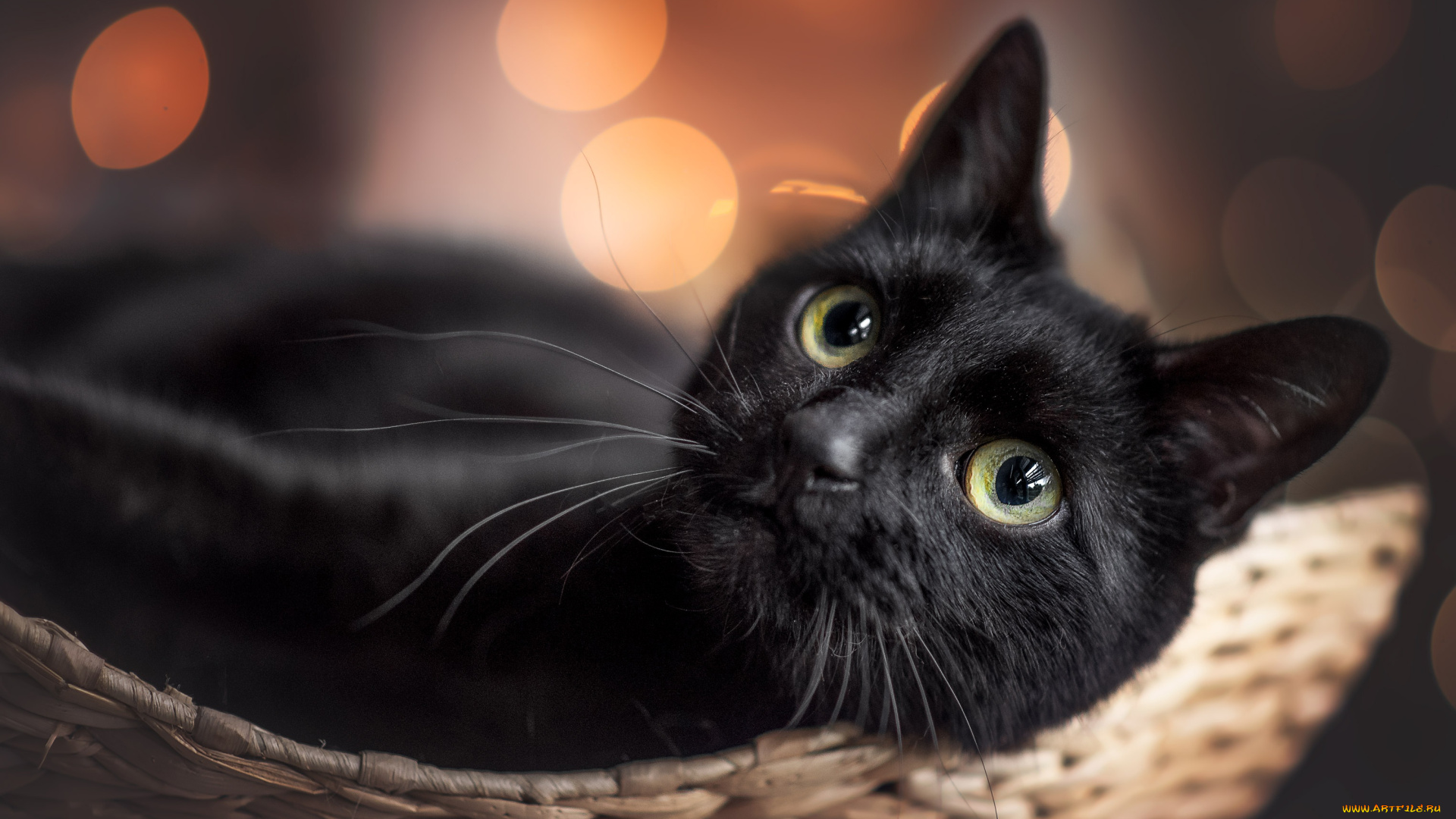 животные, коты, кот, кошка