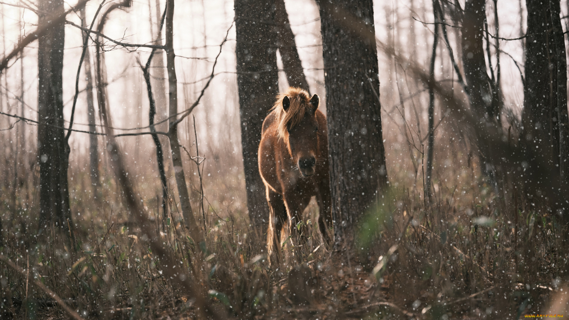 животные, лошади, лошадь