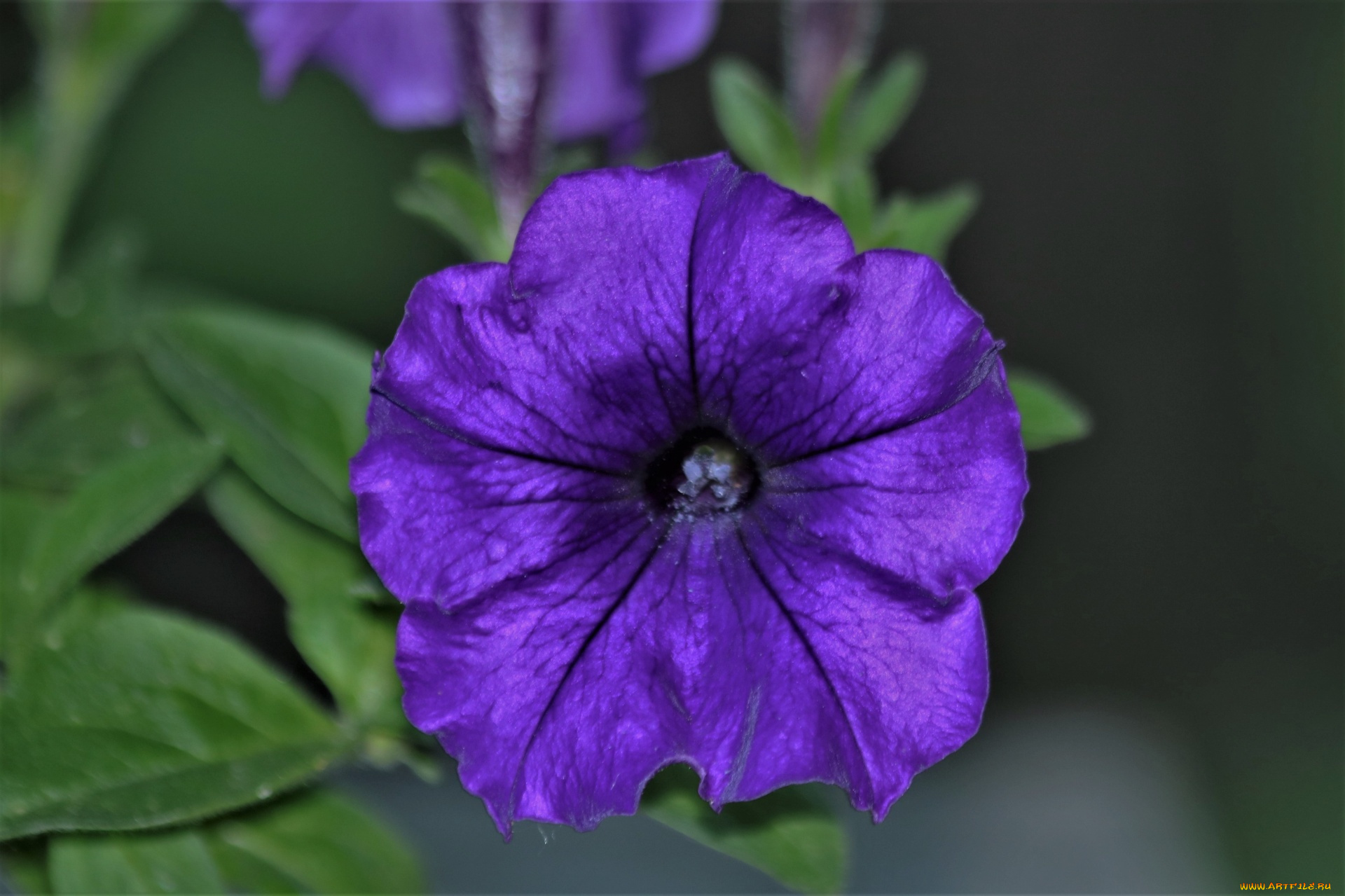 цветы, петунии, , калибрахоа, лиловая, петуния, макро