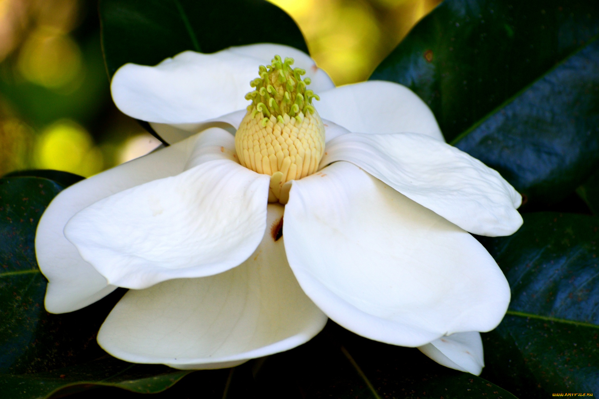 цветы, магнолии, белая, магнолия, макро