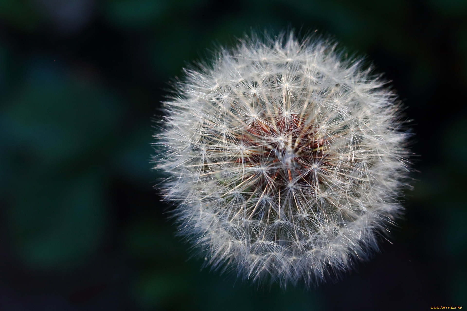 цветы, одуванчики, пушистик, макро