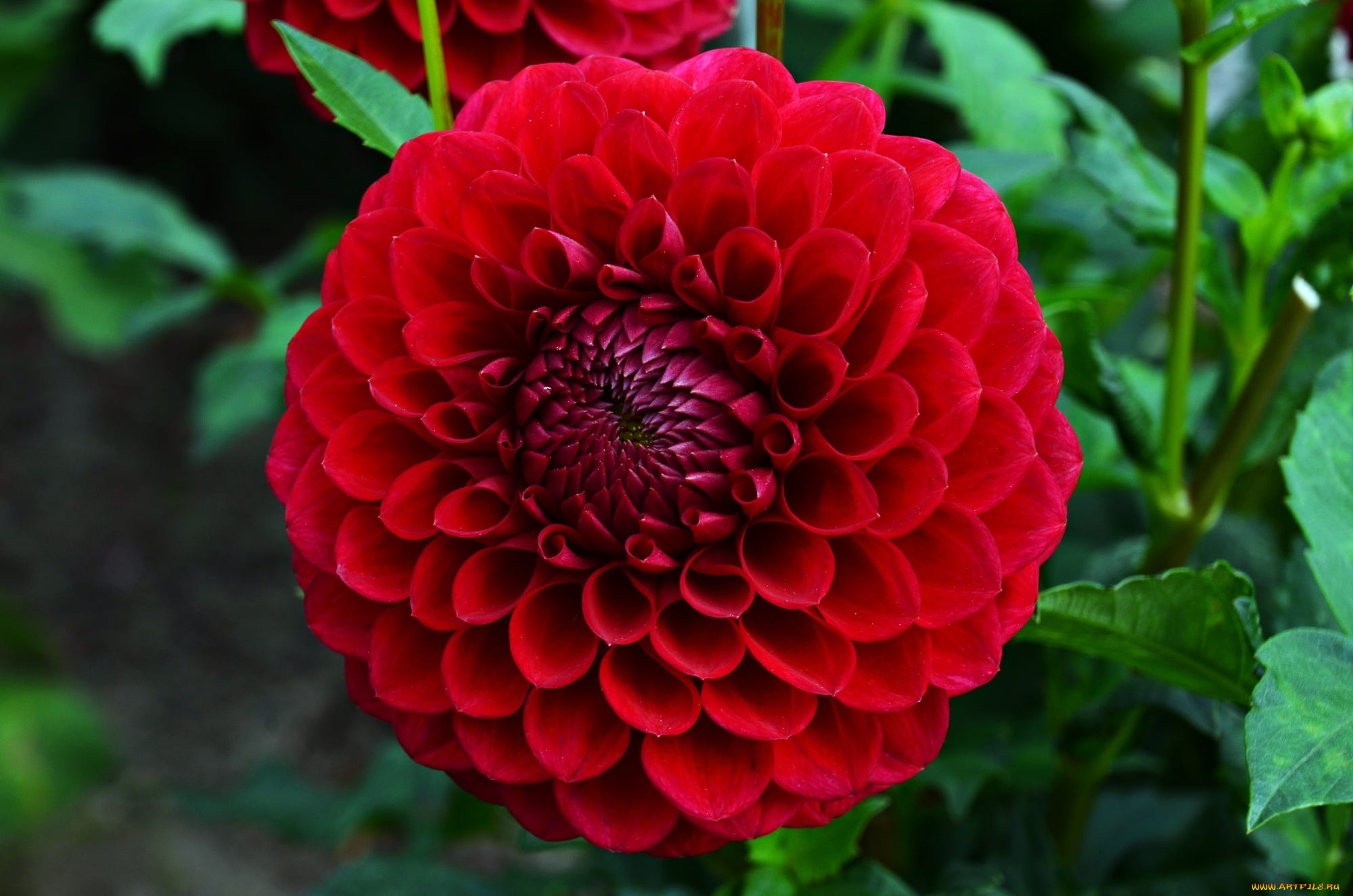 цветы, георгины, макро, георгин, красный