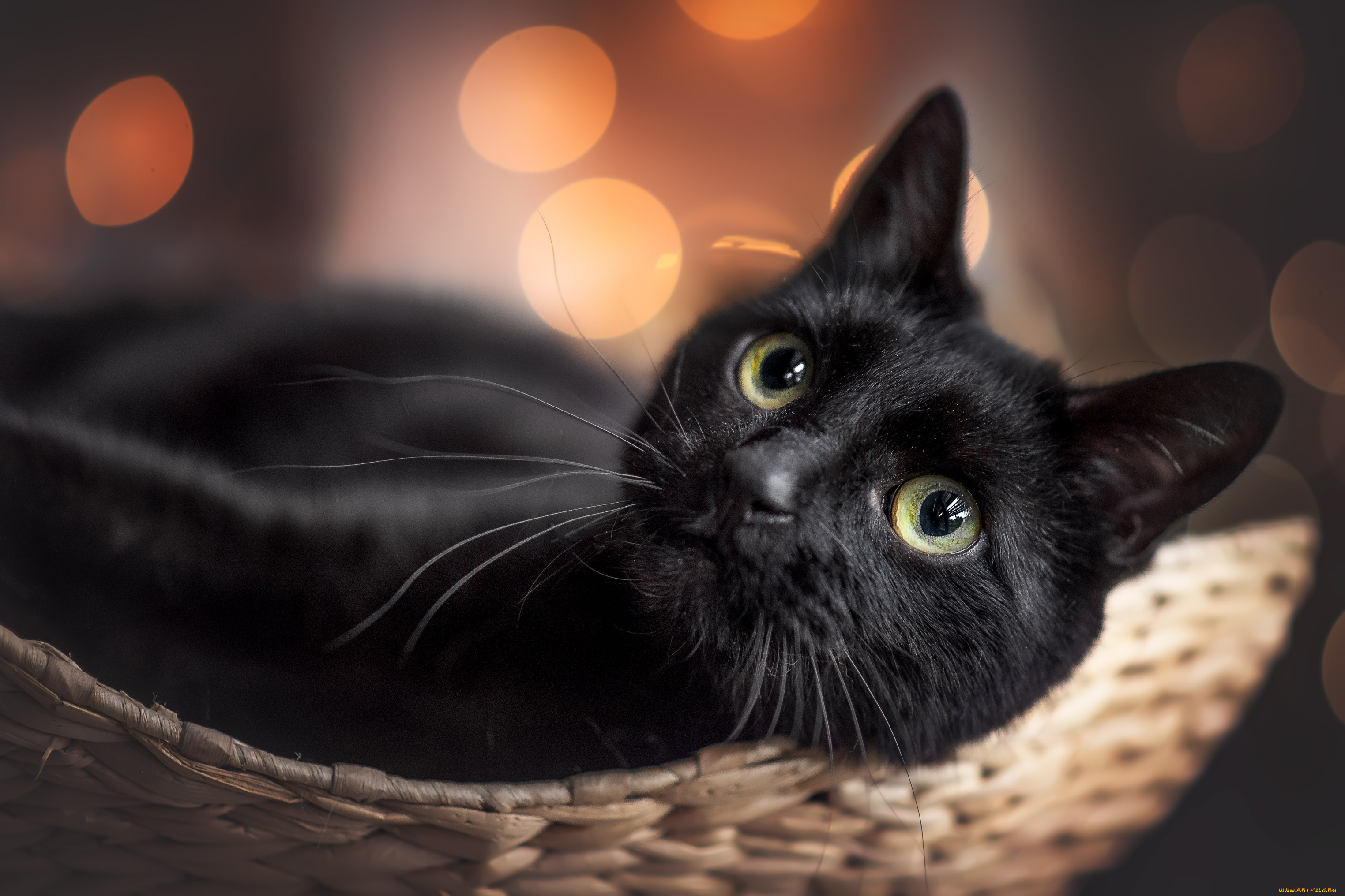 животные, коты, кот, кошка