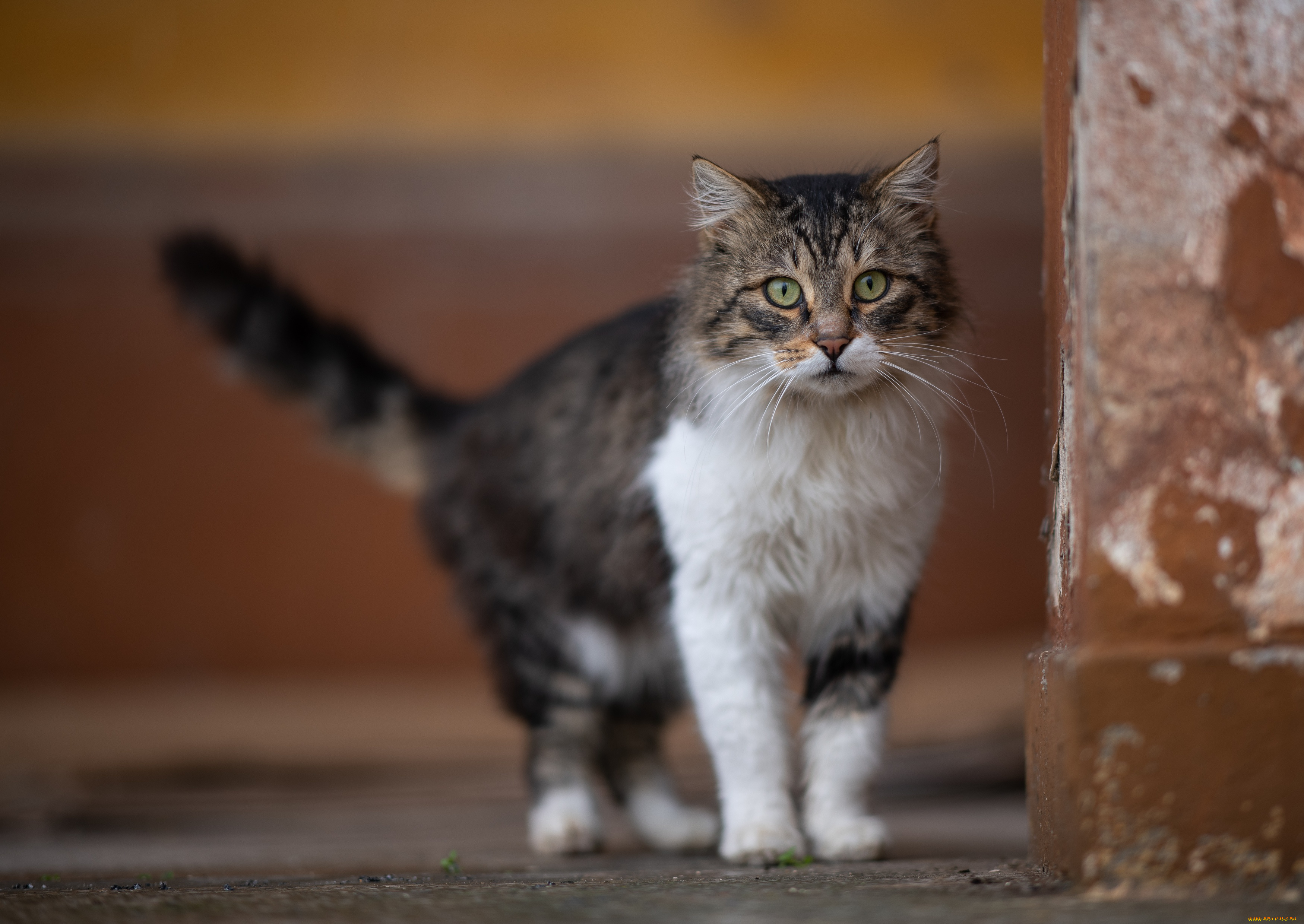 животные, коты, кот, кошка