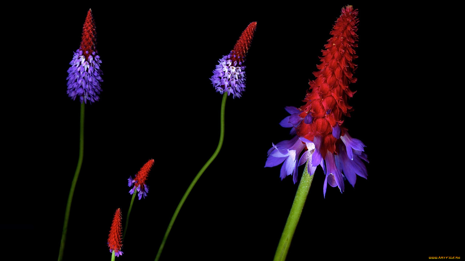 цветы, примулы