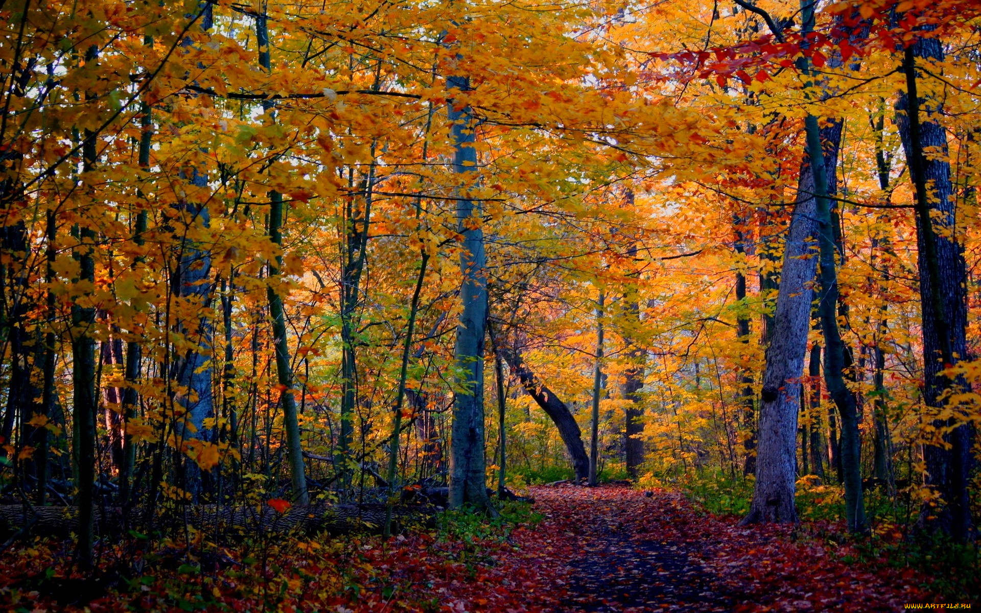 природа, лес, осень, листья, дорожка