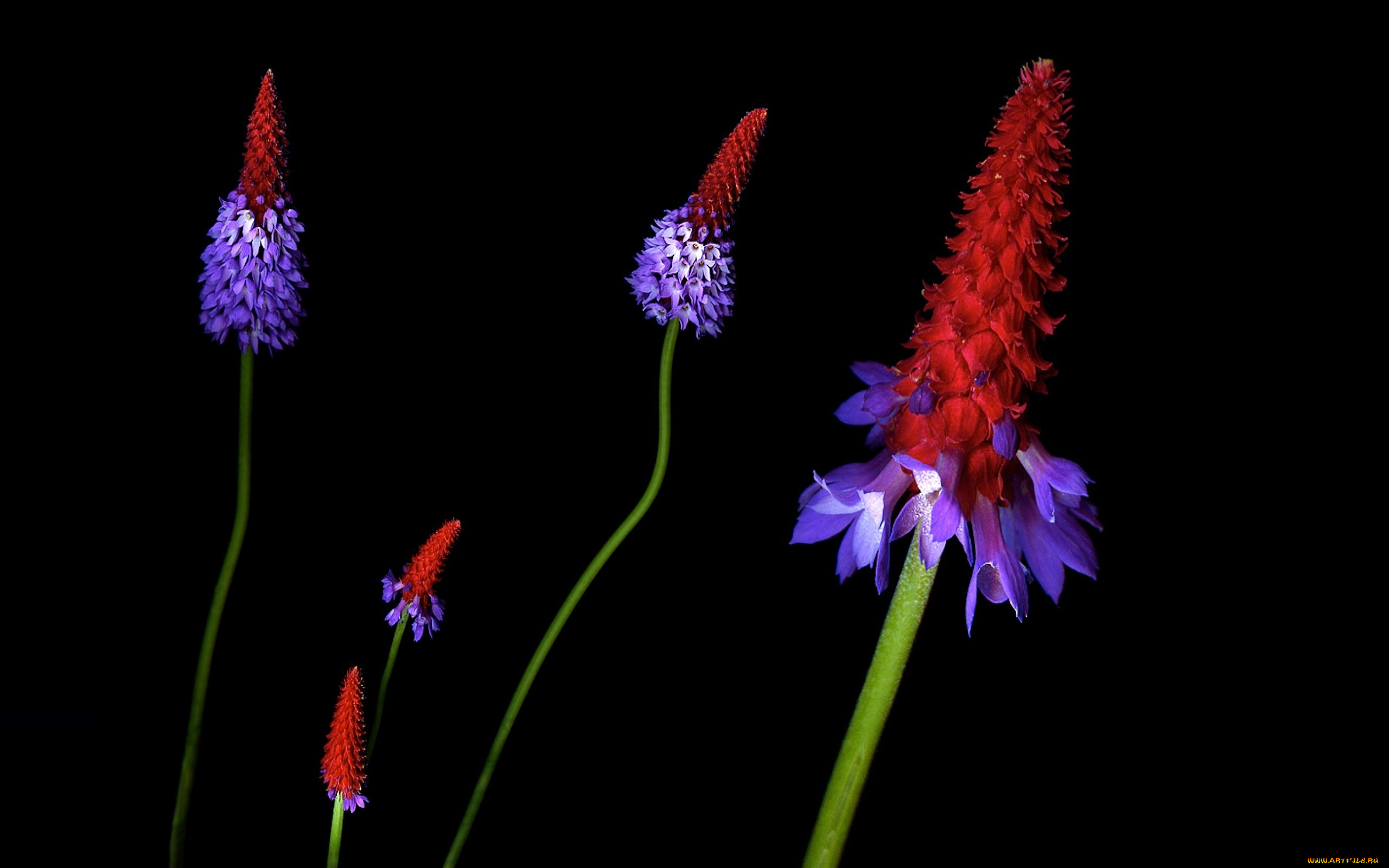 цветы, примулы