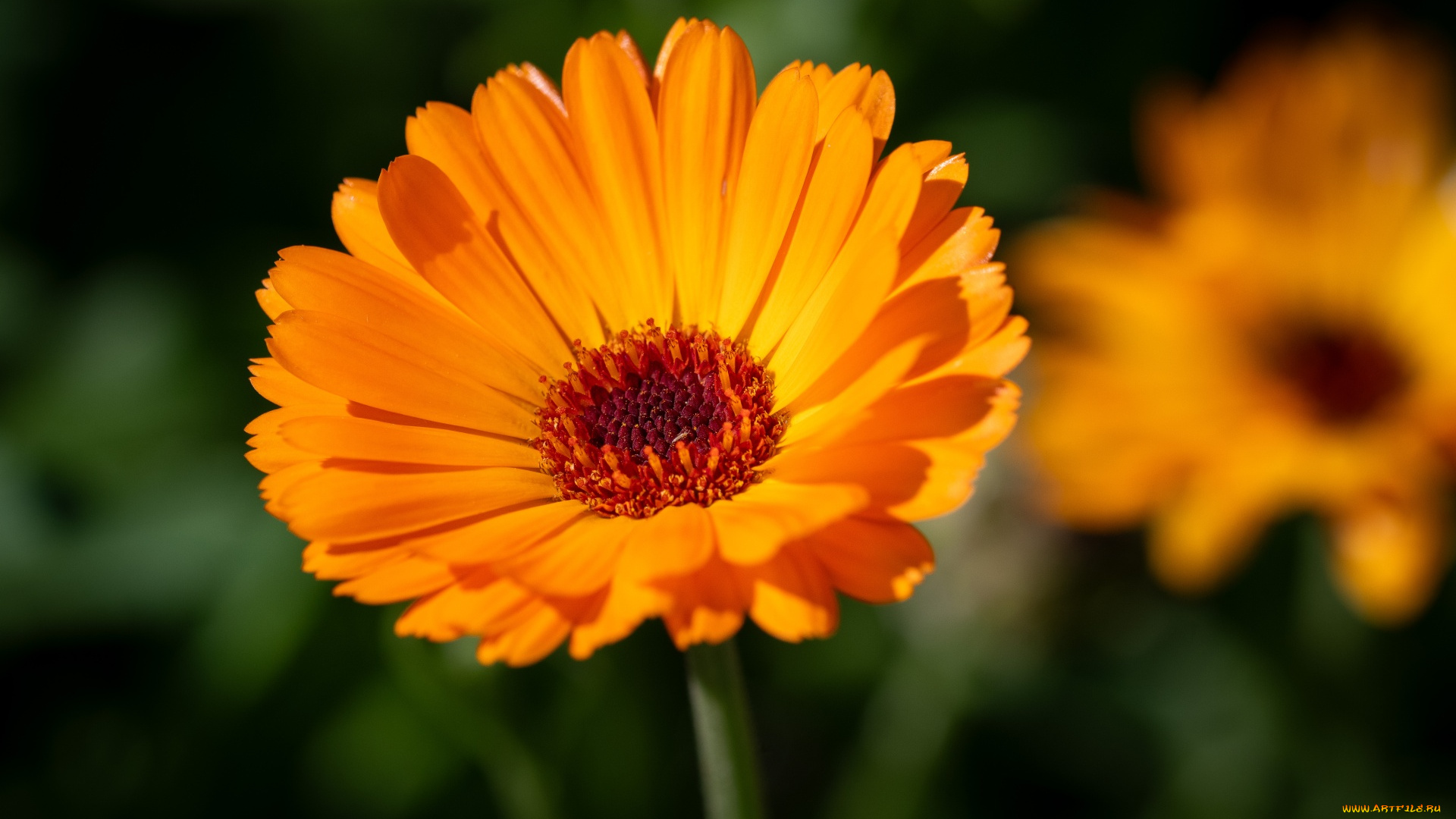 цветы, календула, оранжевая, макро
