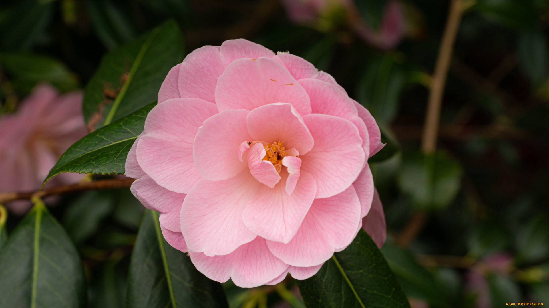 цветы, камелии, розовая, камелия