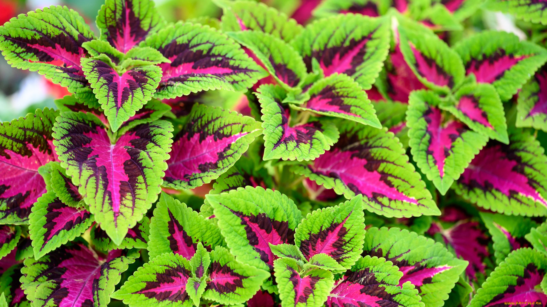 цветы, колеусы, , каладиумы, яркий, колеус