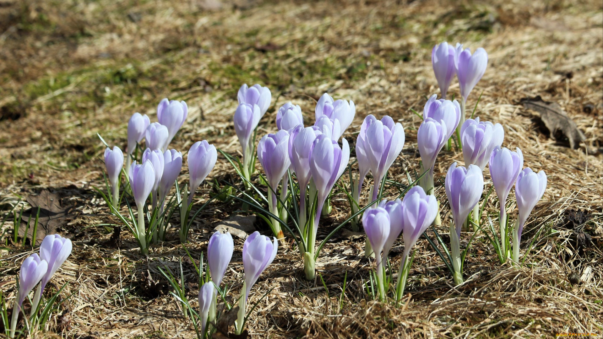 цветы, крокусы, весна, первоцветы