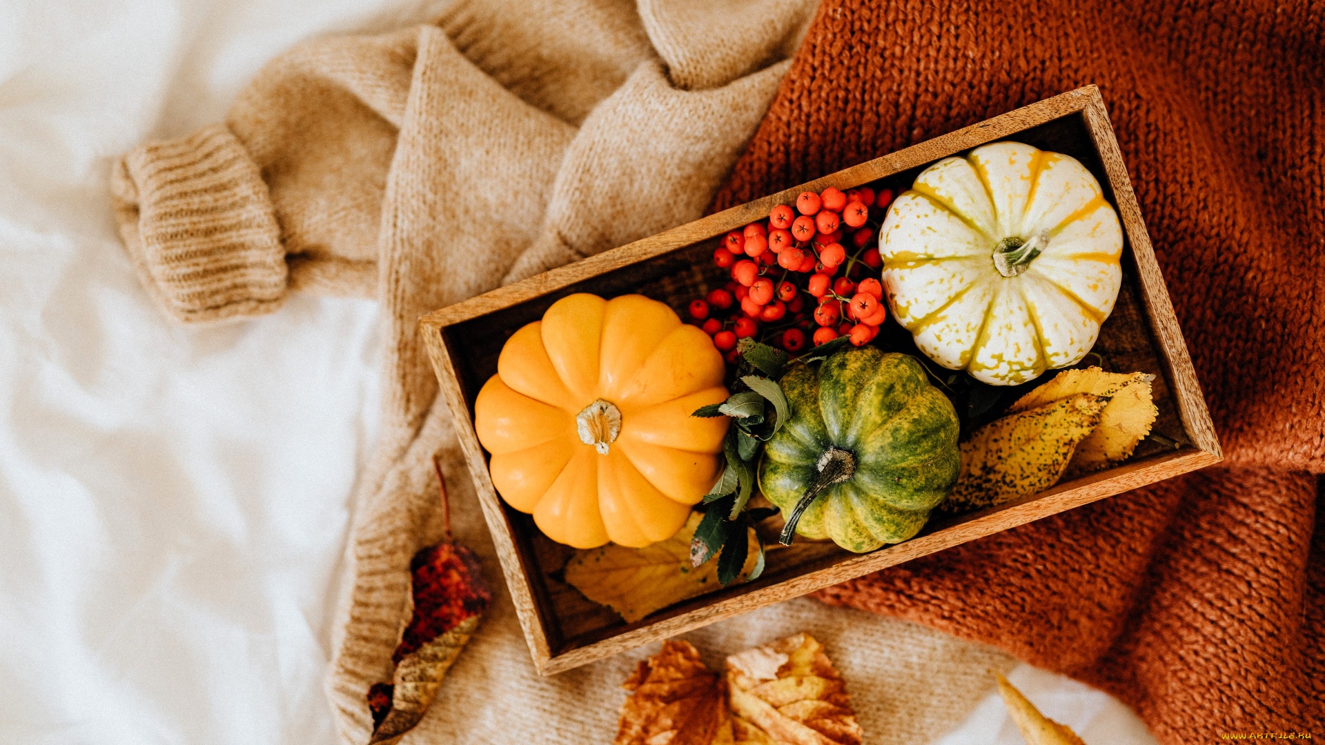 еда, тыква, свитера, коробка, тыквы, ягоды, рябина, листья, осень