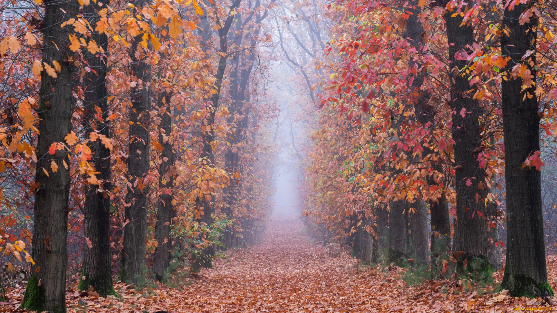 природа, дороги, осень