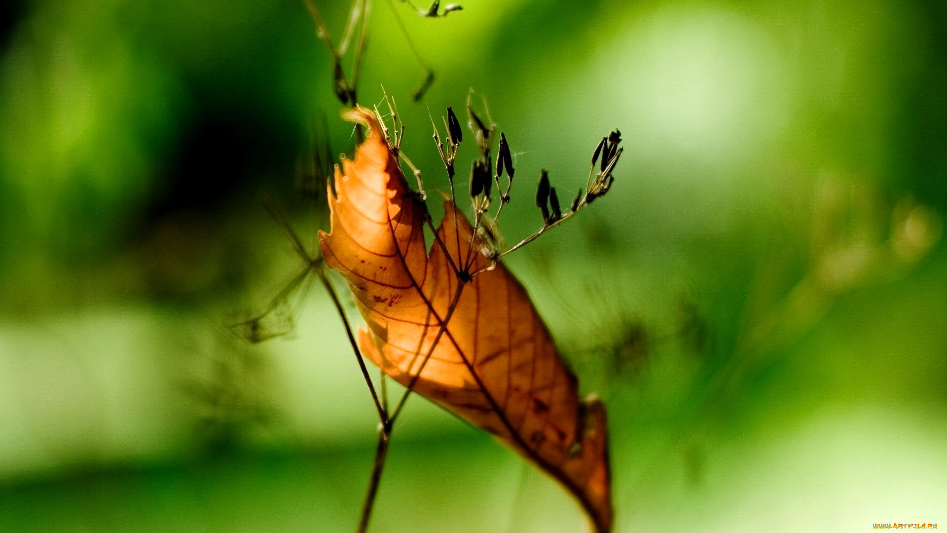 природа, листья, листок, травинка, макро