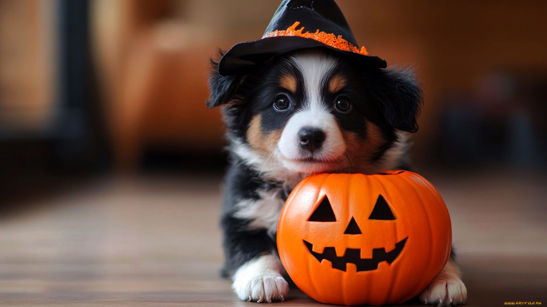 разное, компьютерный, дизайн, щенок, шляпа, тыква