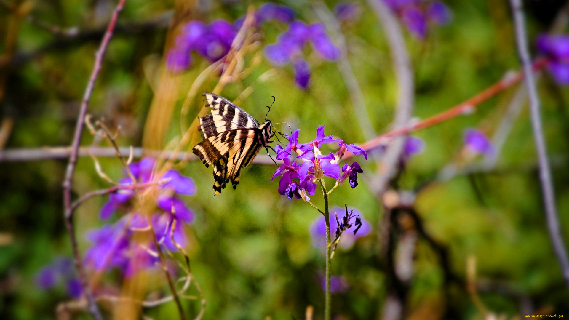 животные, бабочки, , мотыльки, , моли, бабочка, цветы, трава