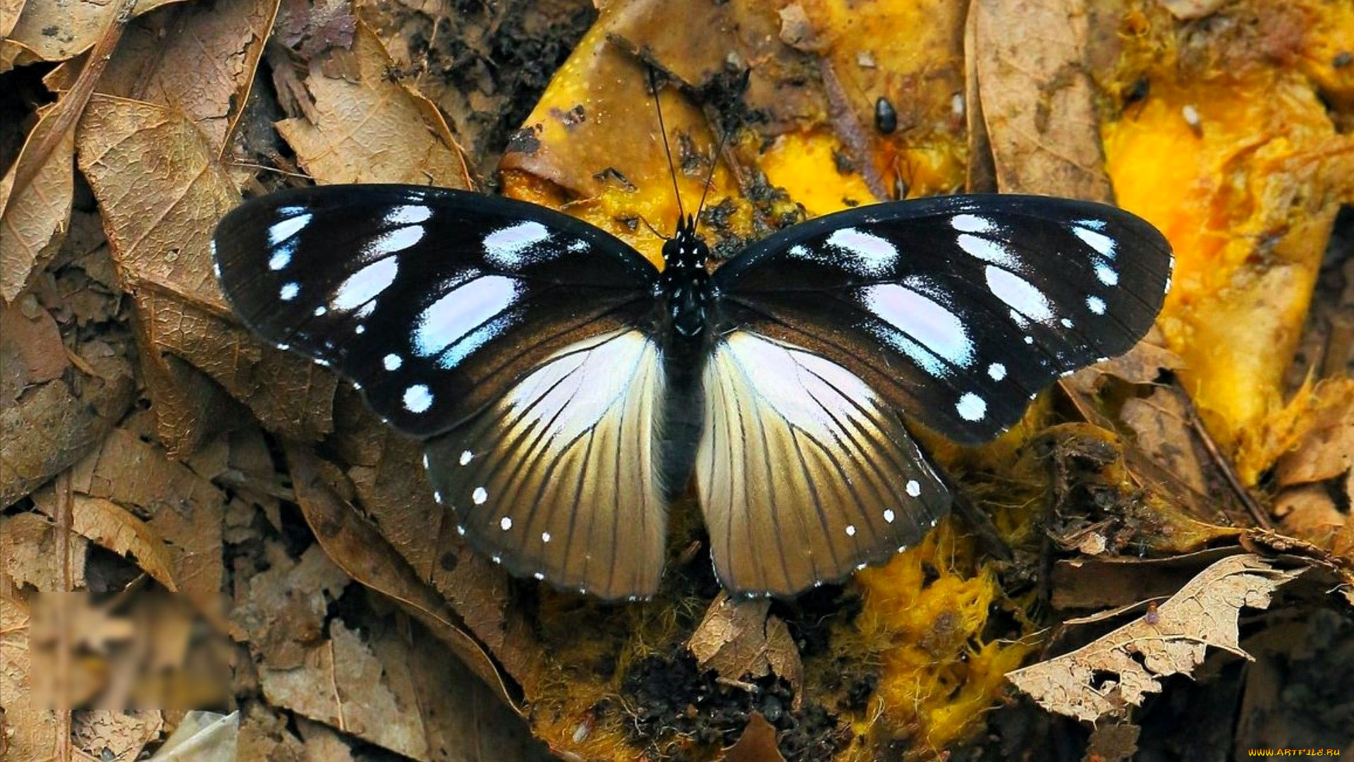 животные, бабочки, , мотыльки, , моли, бабочка, листья