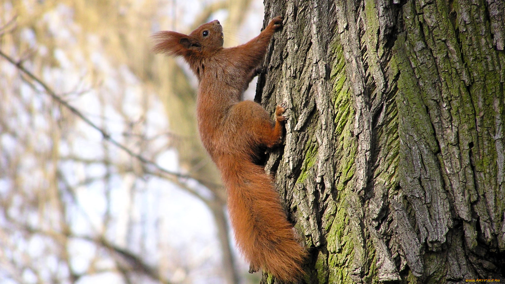 животные, белки, белка, дерево, осень