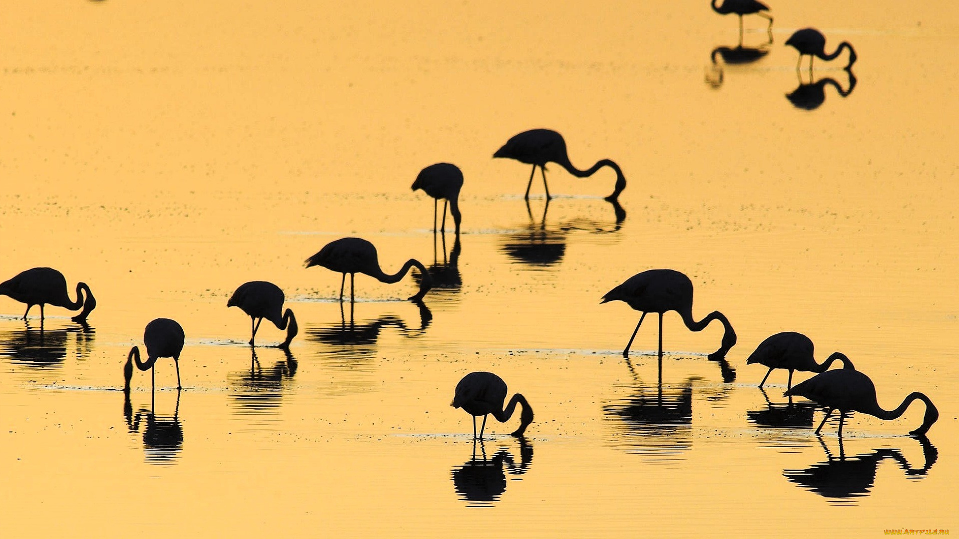 животные, фламинго, стая, озеро