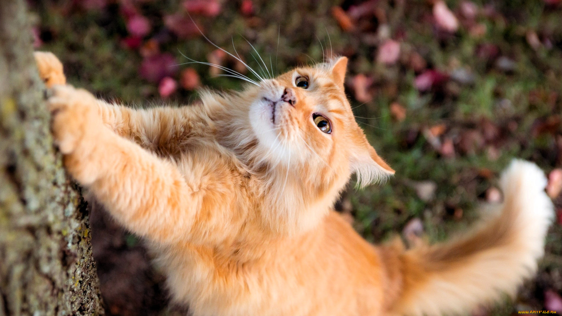 животные, коты, кот, рыжий, дерево, листья, осень