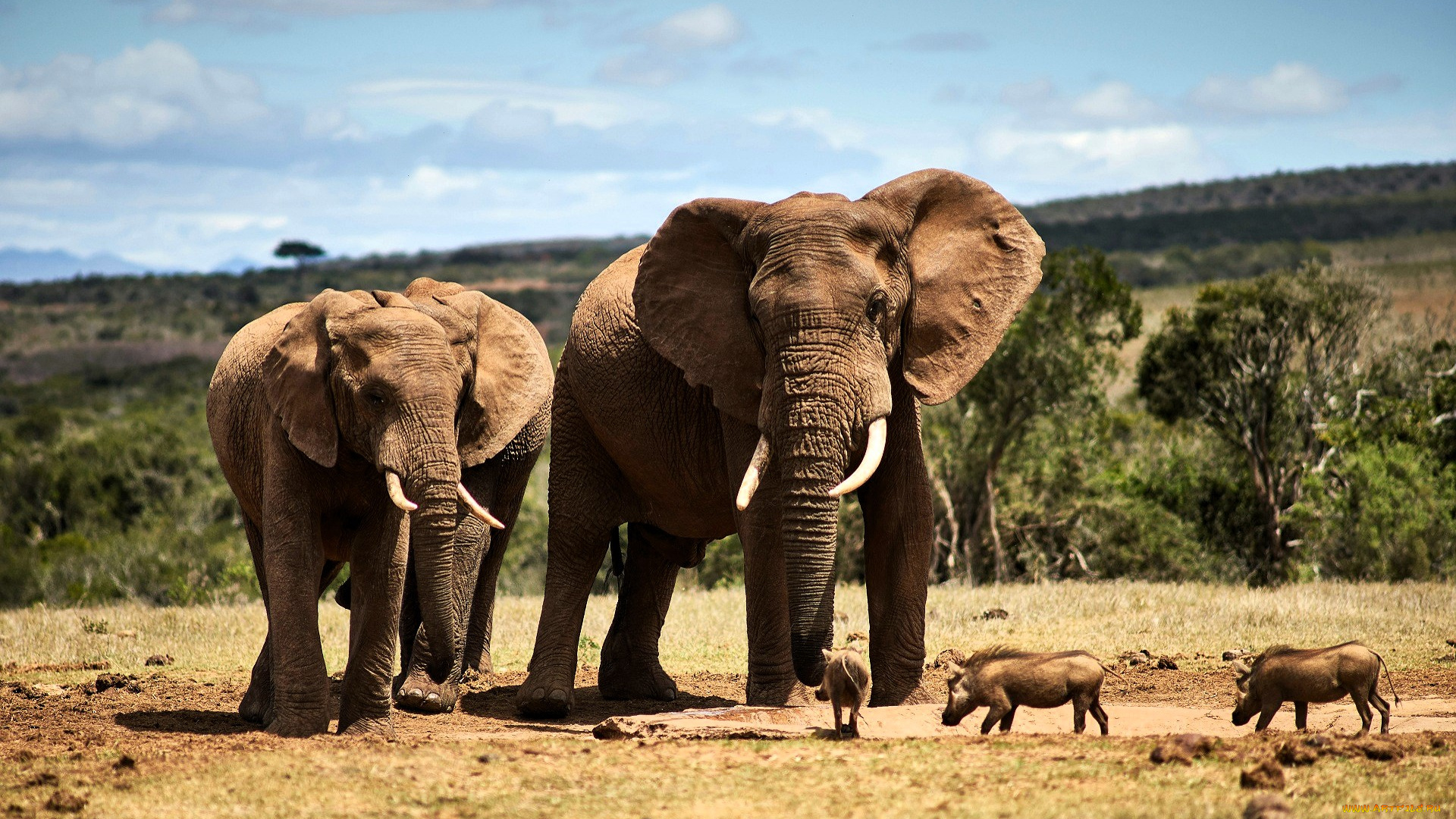 животные, разные, вместе, слоны, кабаны, лужа, деревья