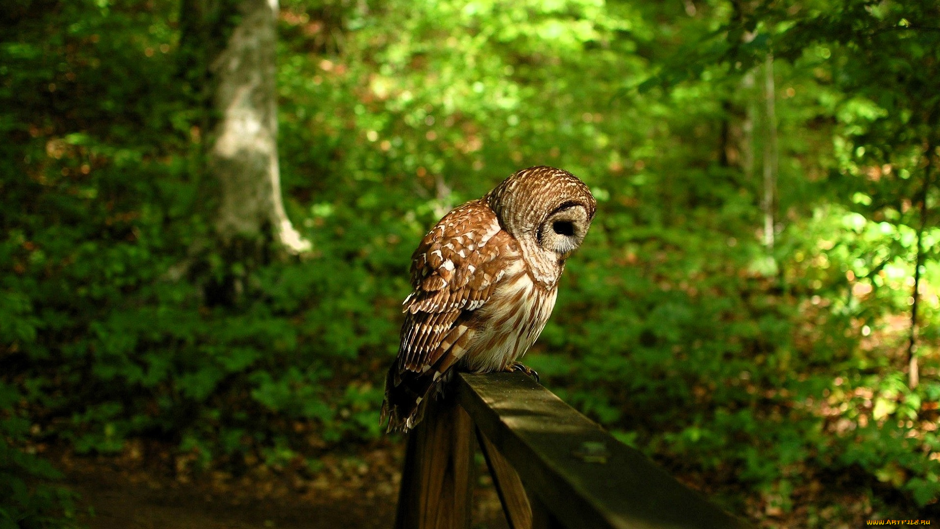животные, совы, сова, перила, лес