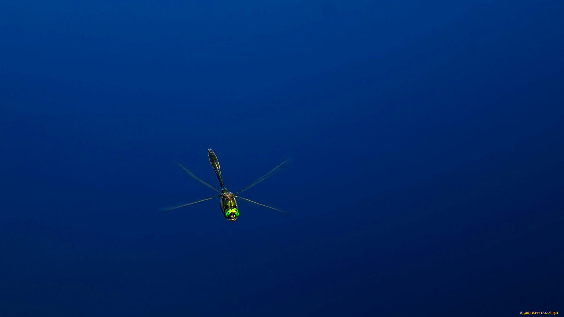 животные, стрекозы, стрекоза, полет